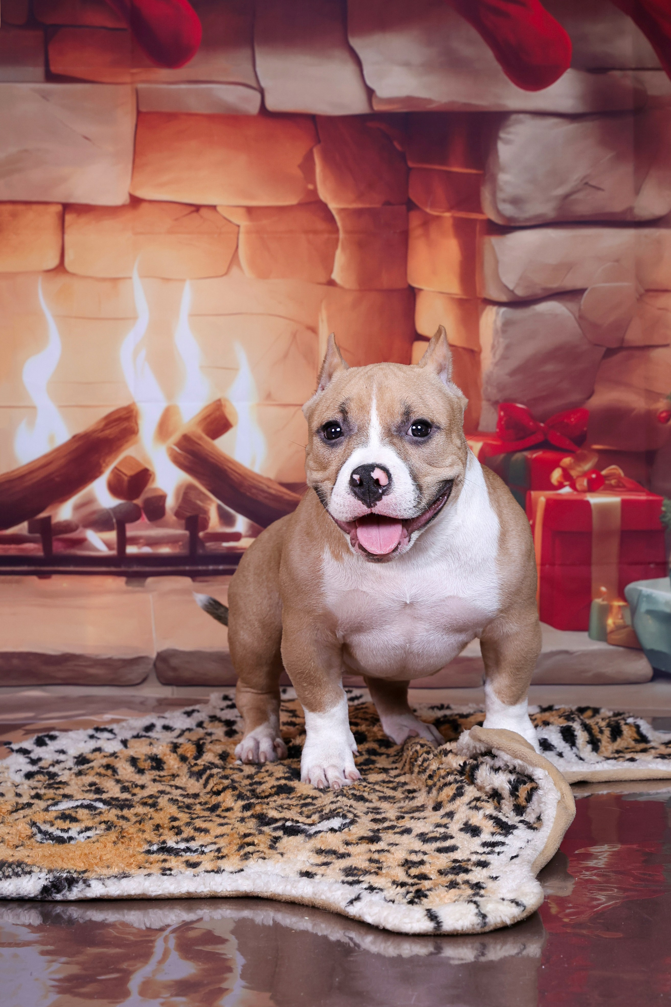 Американский булли!. Фотограф 📸 семейный, предметный, репортажный