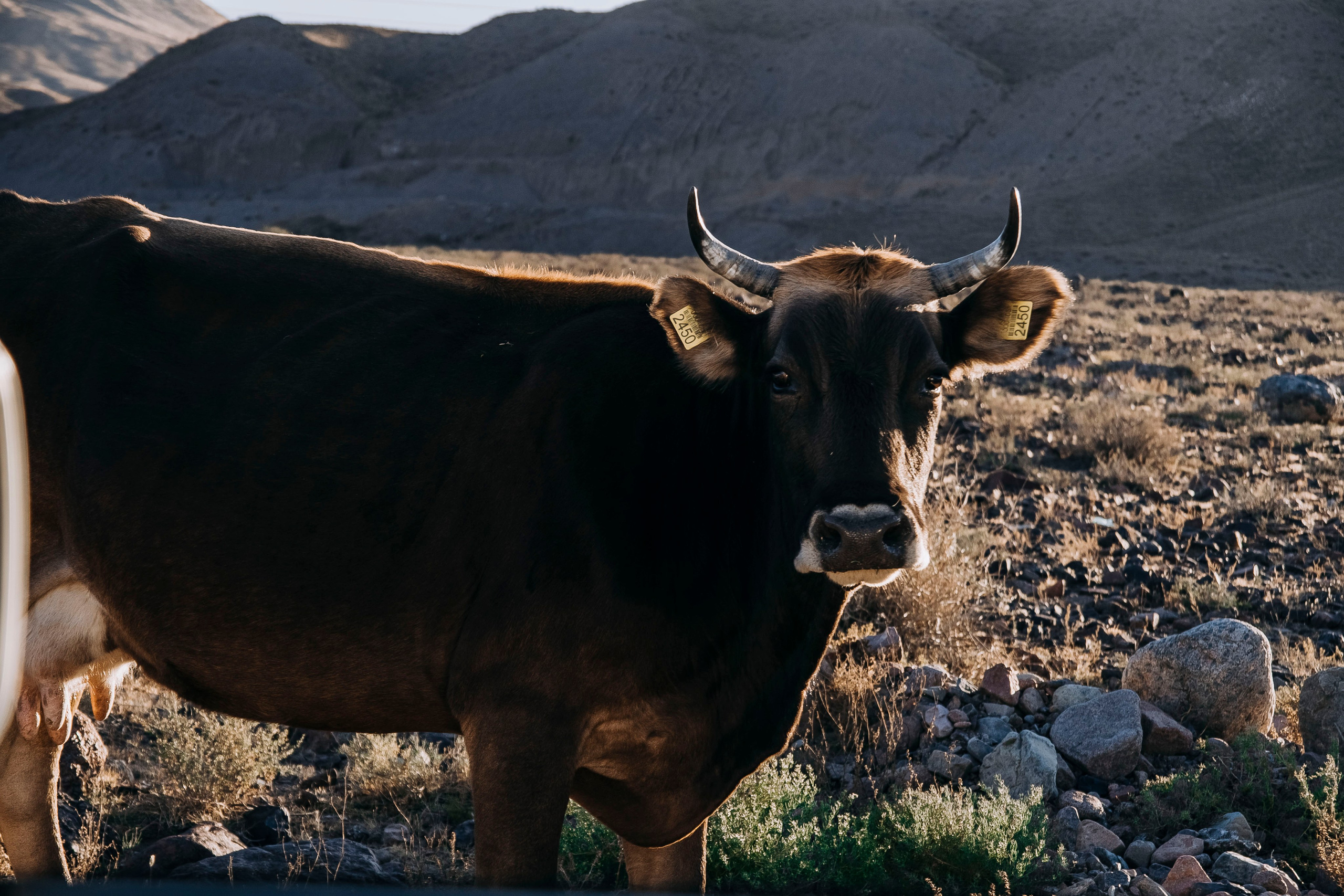 Кыргызстан. Iraogo