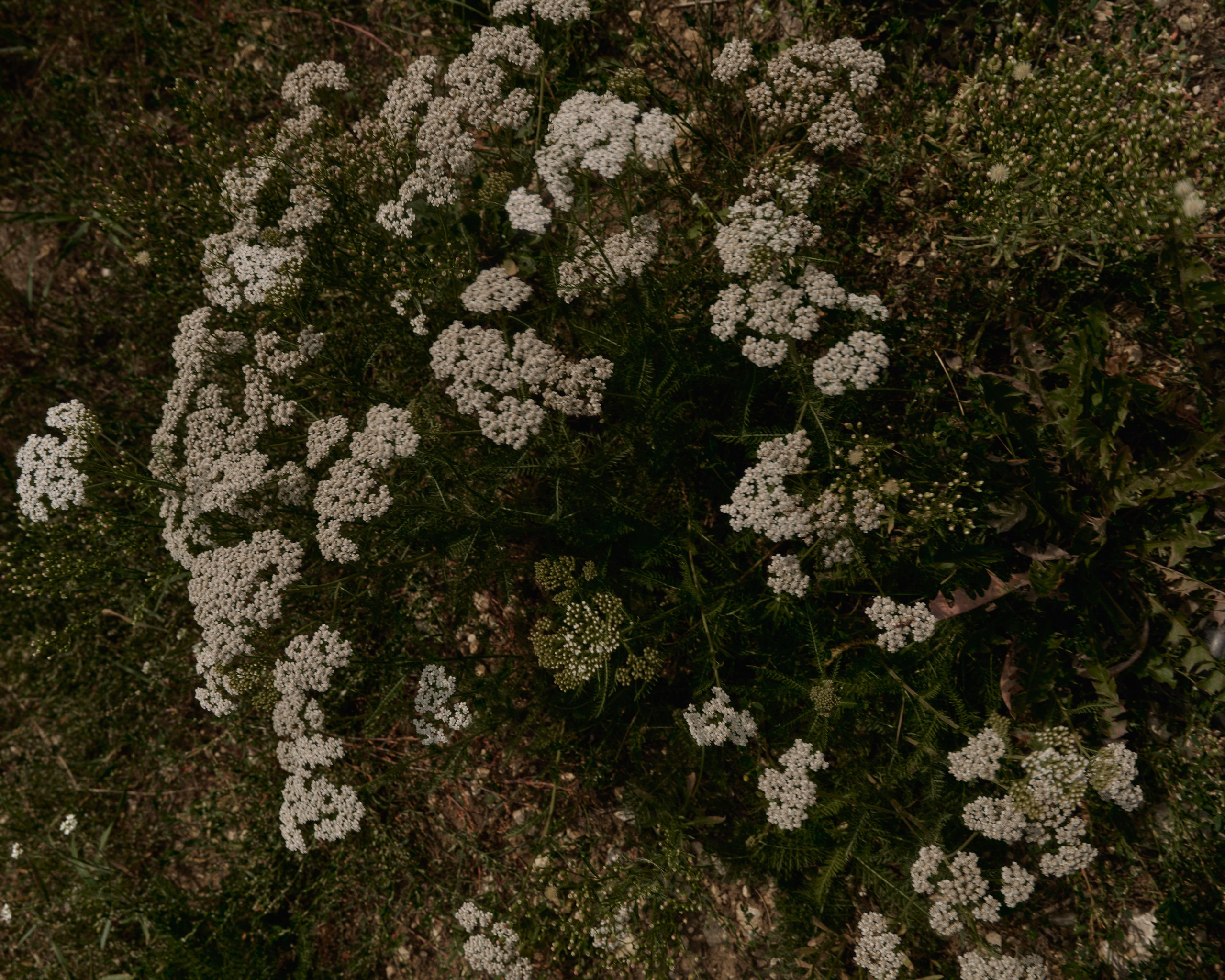 Julia. Z H U R A V L E V