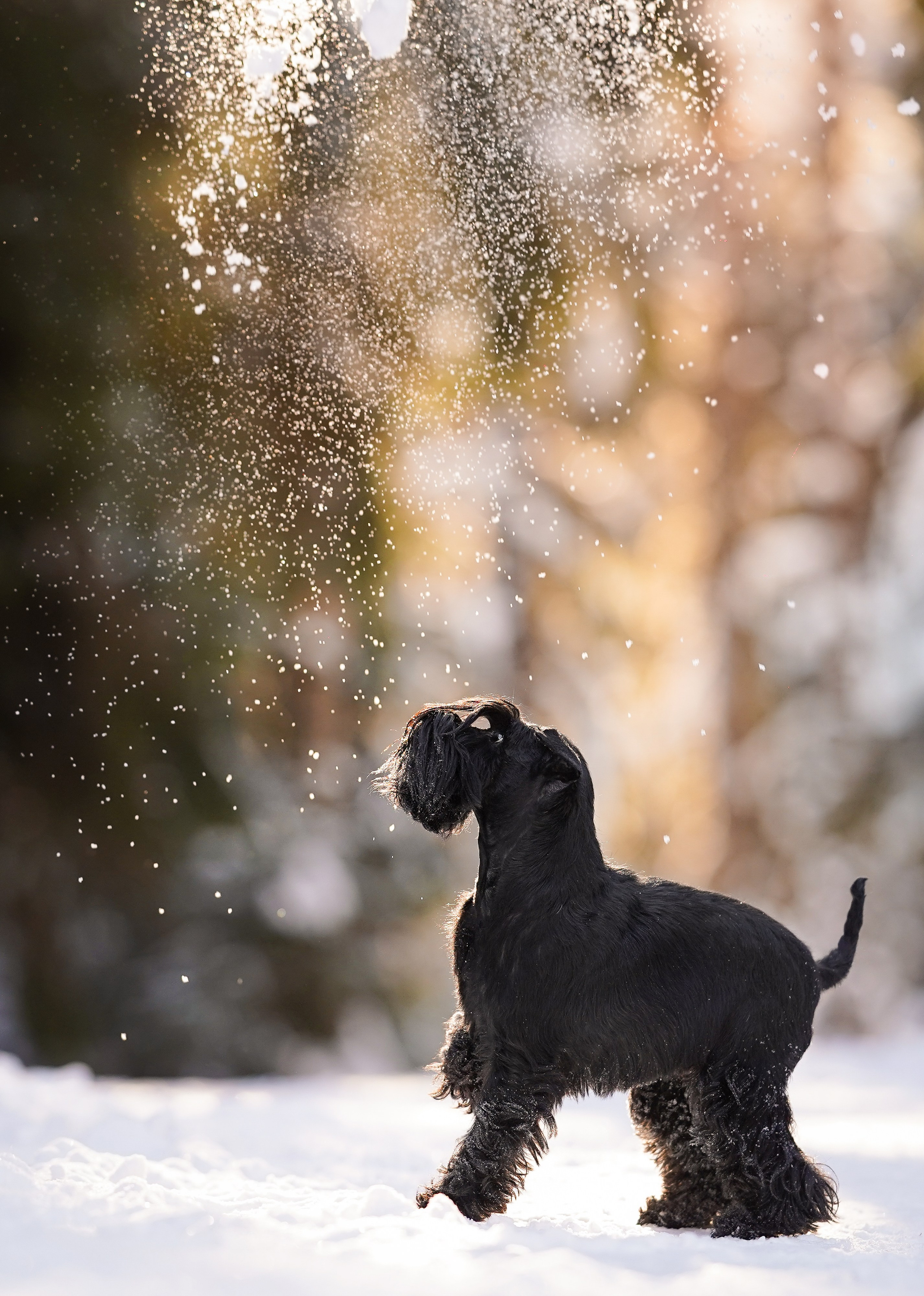 Настя Энзо и Мия. Фотограф-анималист в Санкт-Петербурге Яна Мартынова