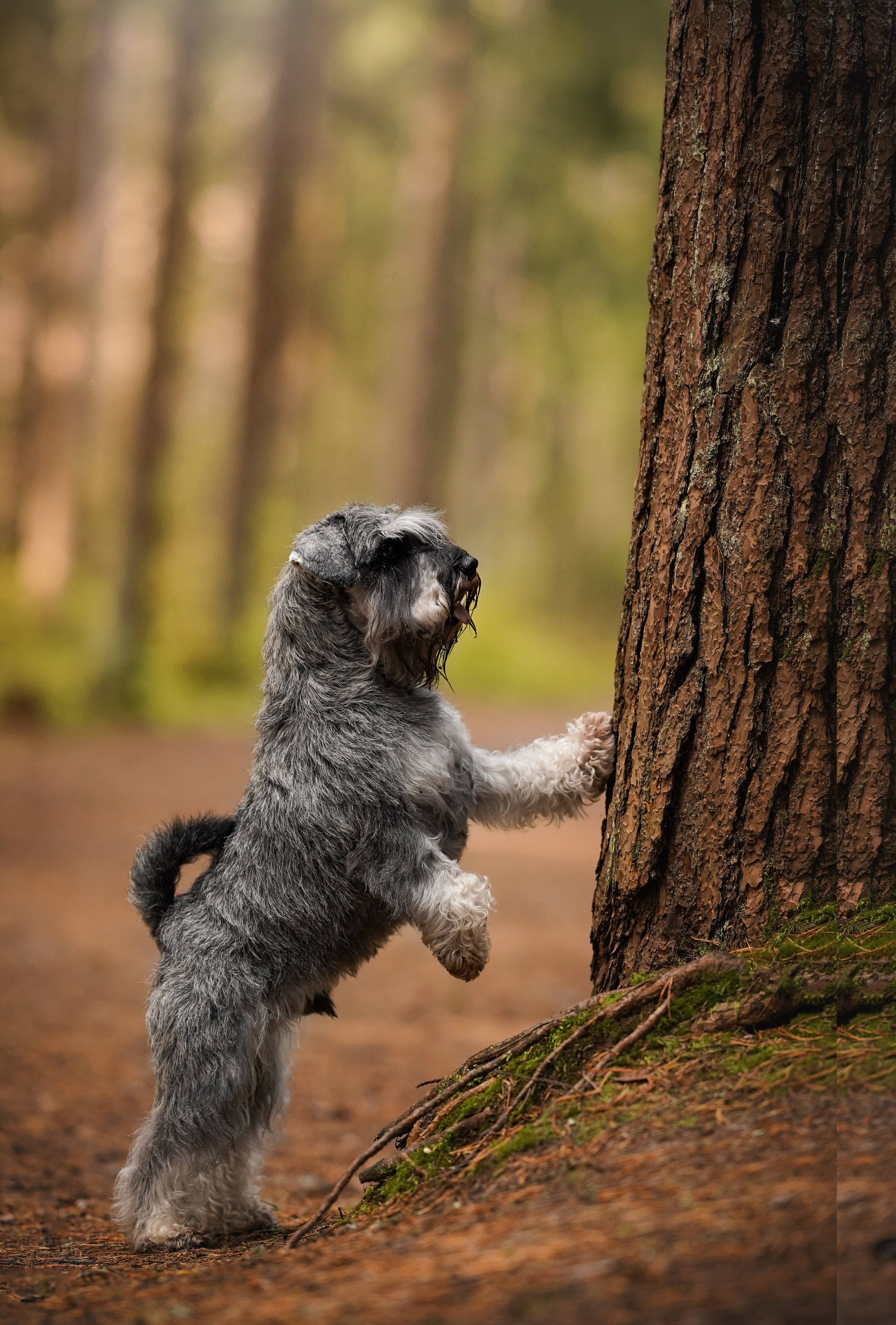 Даша Никита и Бенчи. Фотограф-анималист в Санкт-Петербурге Яна Мартынова