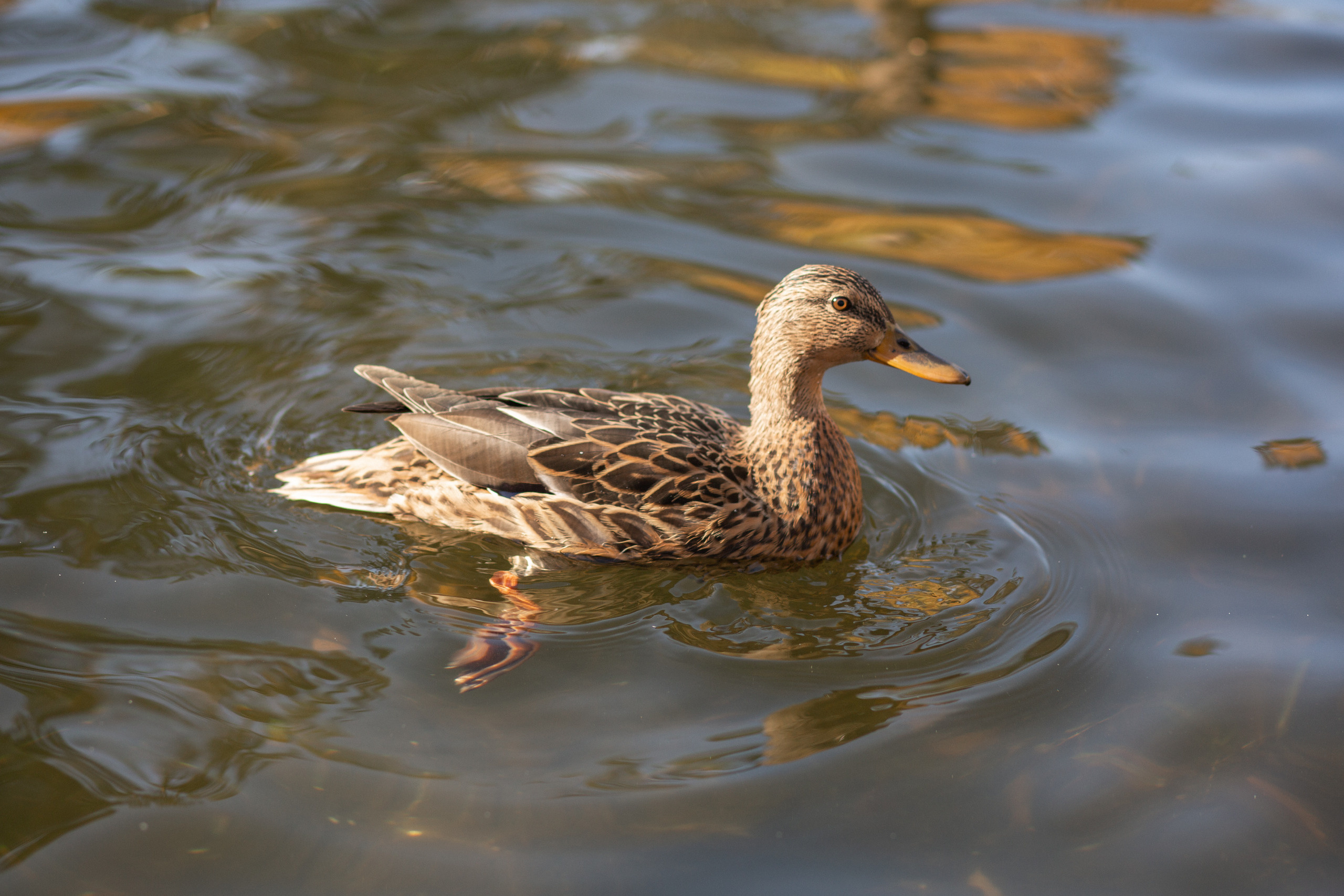 Мини фотосессия для самого близкого человека. Семейный и женский фотограф в Челябинске Замятина Ольга