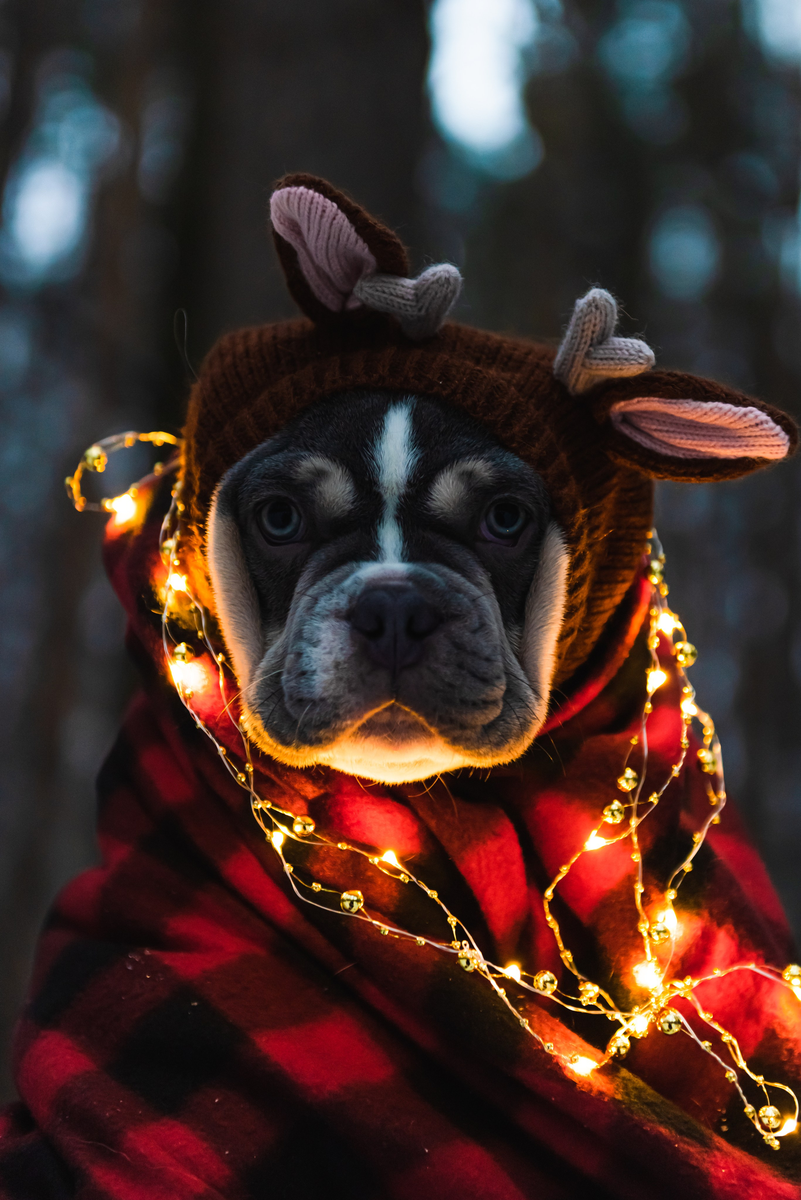 Pets. Фотограф в Москве Daria Lens