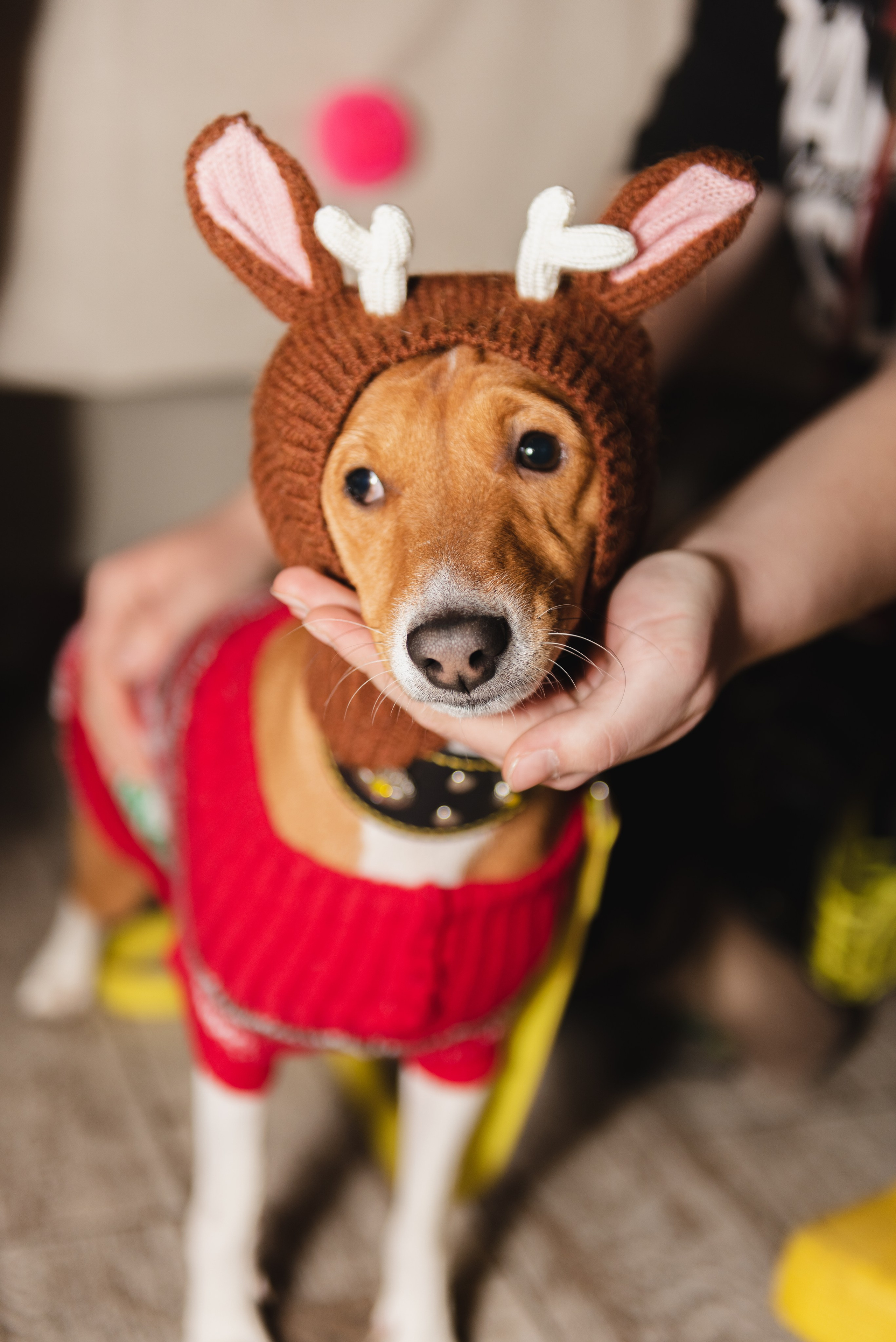 Pets. Фотограф в Москве Daria Lens