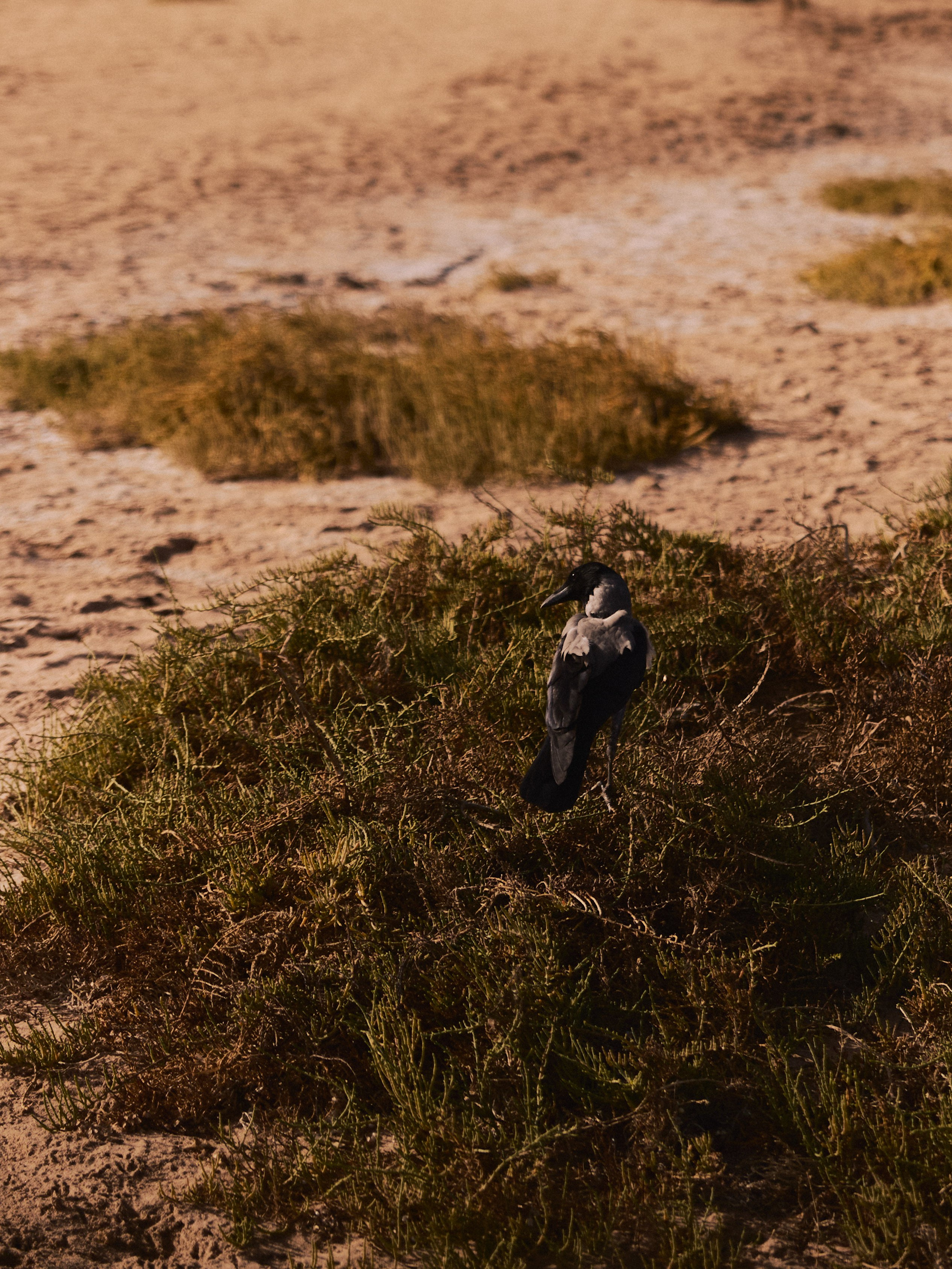 Природа. Jorgis Talè — photographer, kind person, teacher of arts and other mag