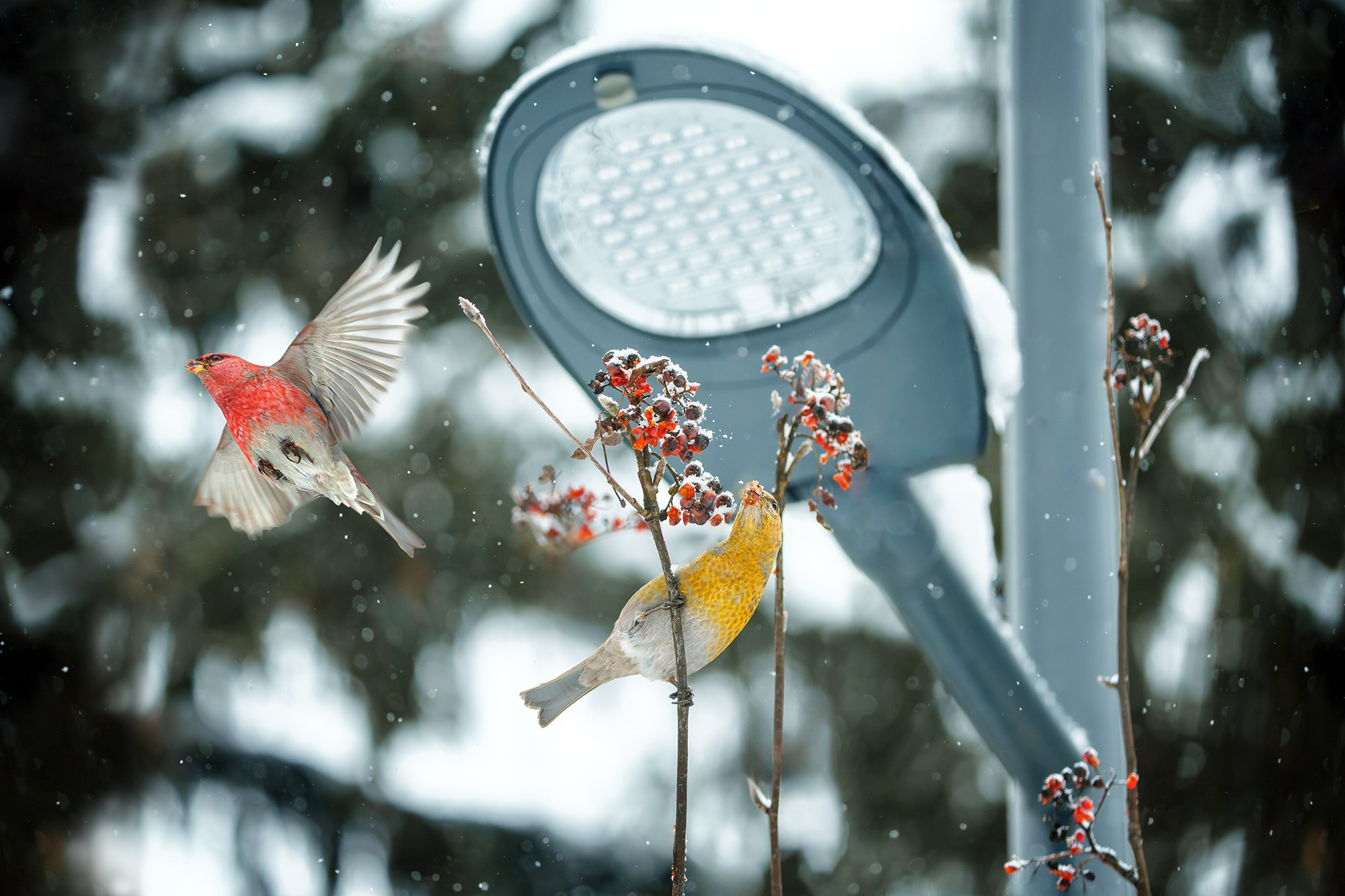 Удивительные мир птиц. Вокруг нас столько прекрасного — присмотритесь!. Ваш личный фотограф Марина Волкова