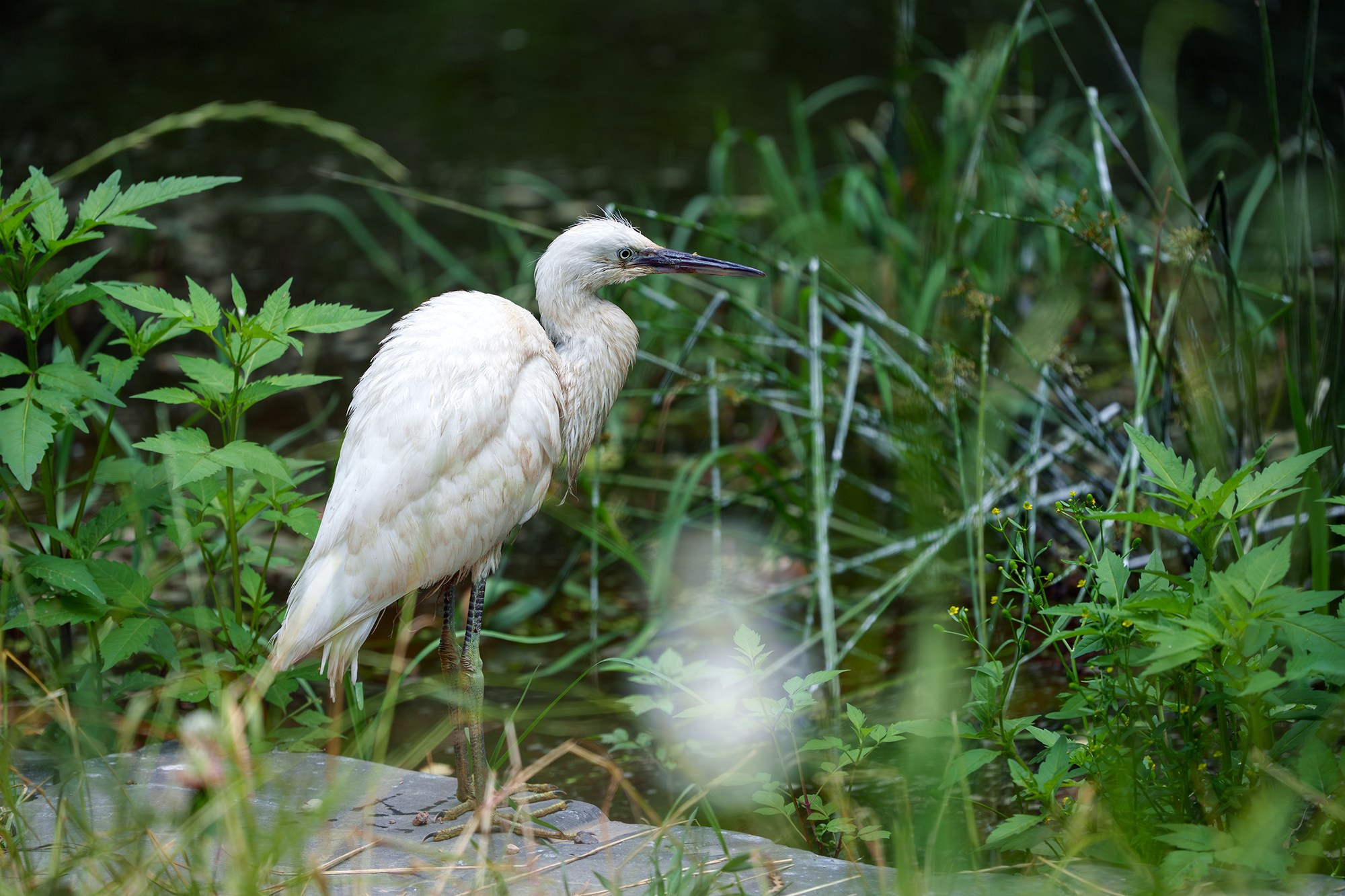 Удивительные мир птиц. Вокруг нас столько прекрасного — присмотритесь!. Ваш личный фотограф Марина Волкова