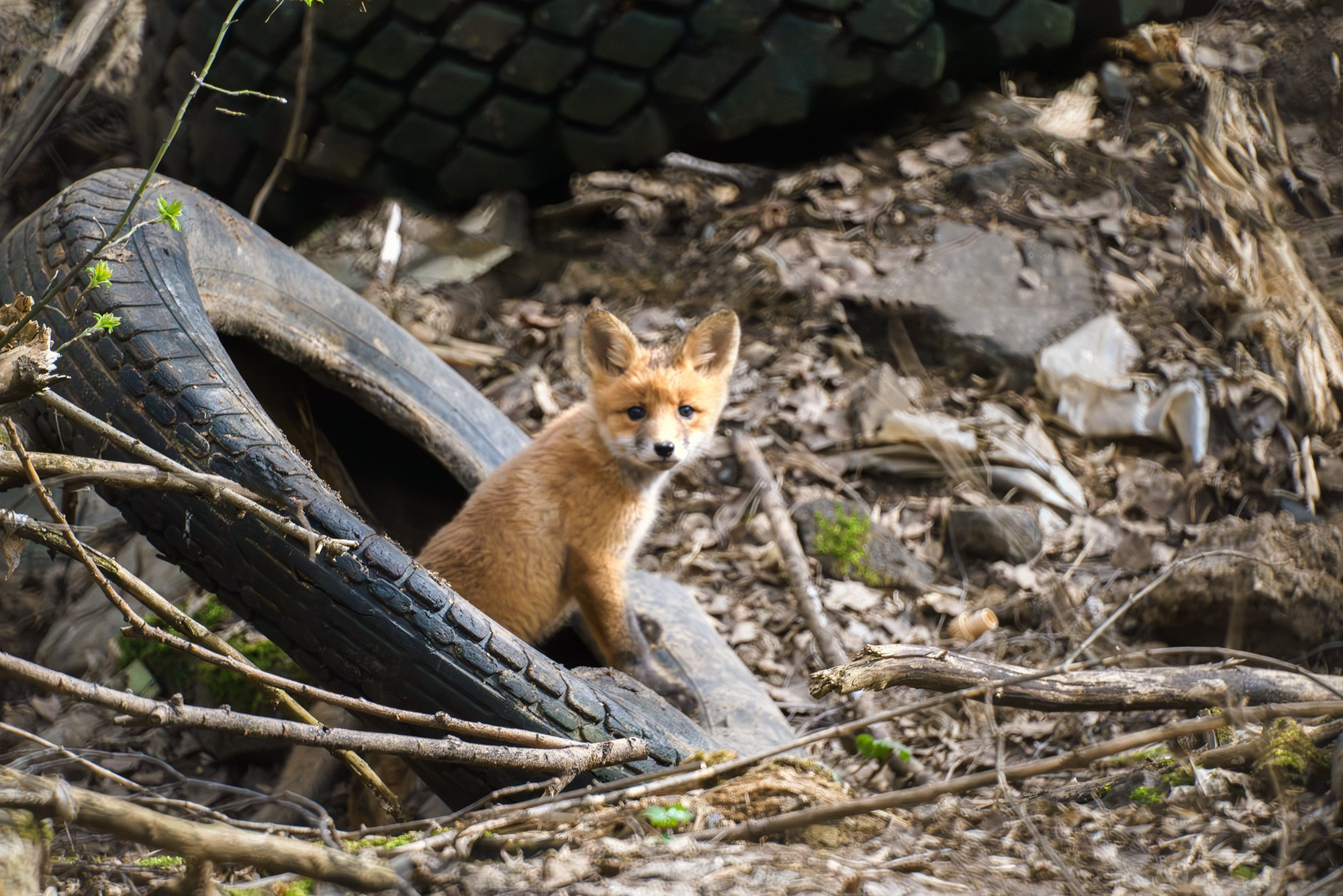 Животные. Ваш личный фотограф Марина Волкова