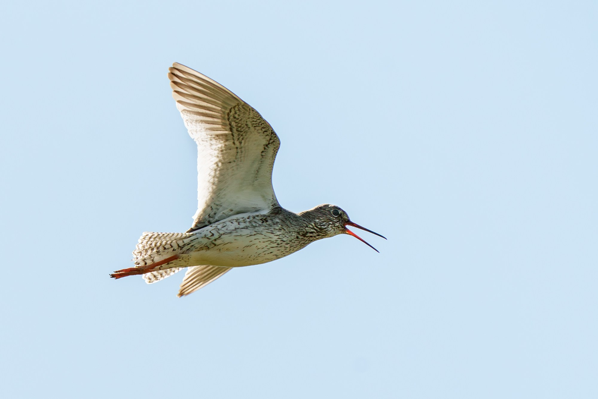 Удивительные мир птиц. Вокруг нас столько прекрасного — присмотритесь!. Ваш личный фотограф Марина Волкова