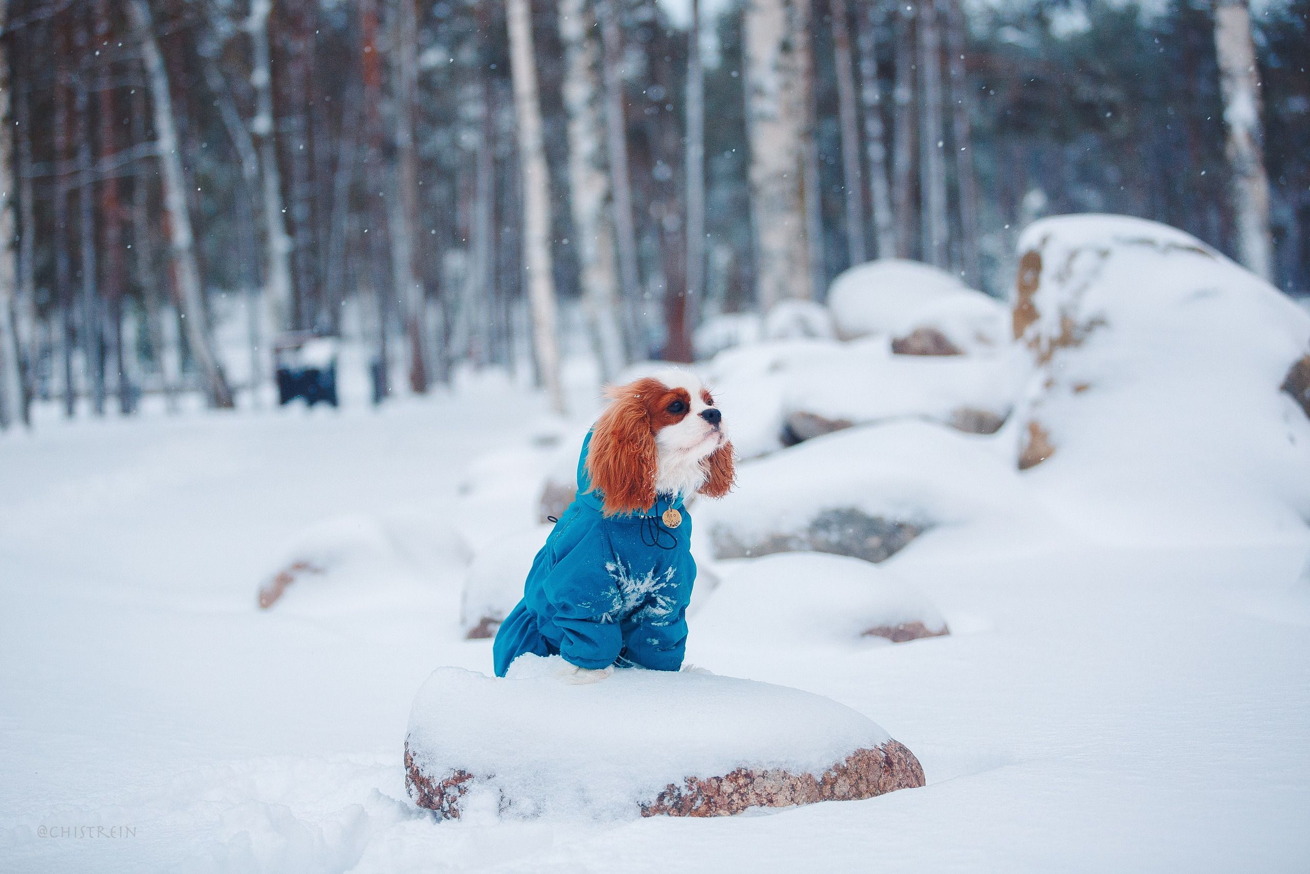 Внезапно апрельская зима. Фотограф-анималист Наталия Чистюхина в г. Сосновый Бор и ЛО