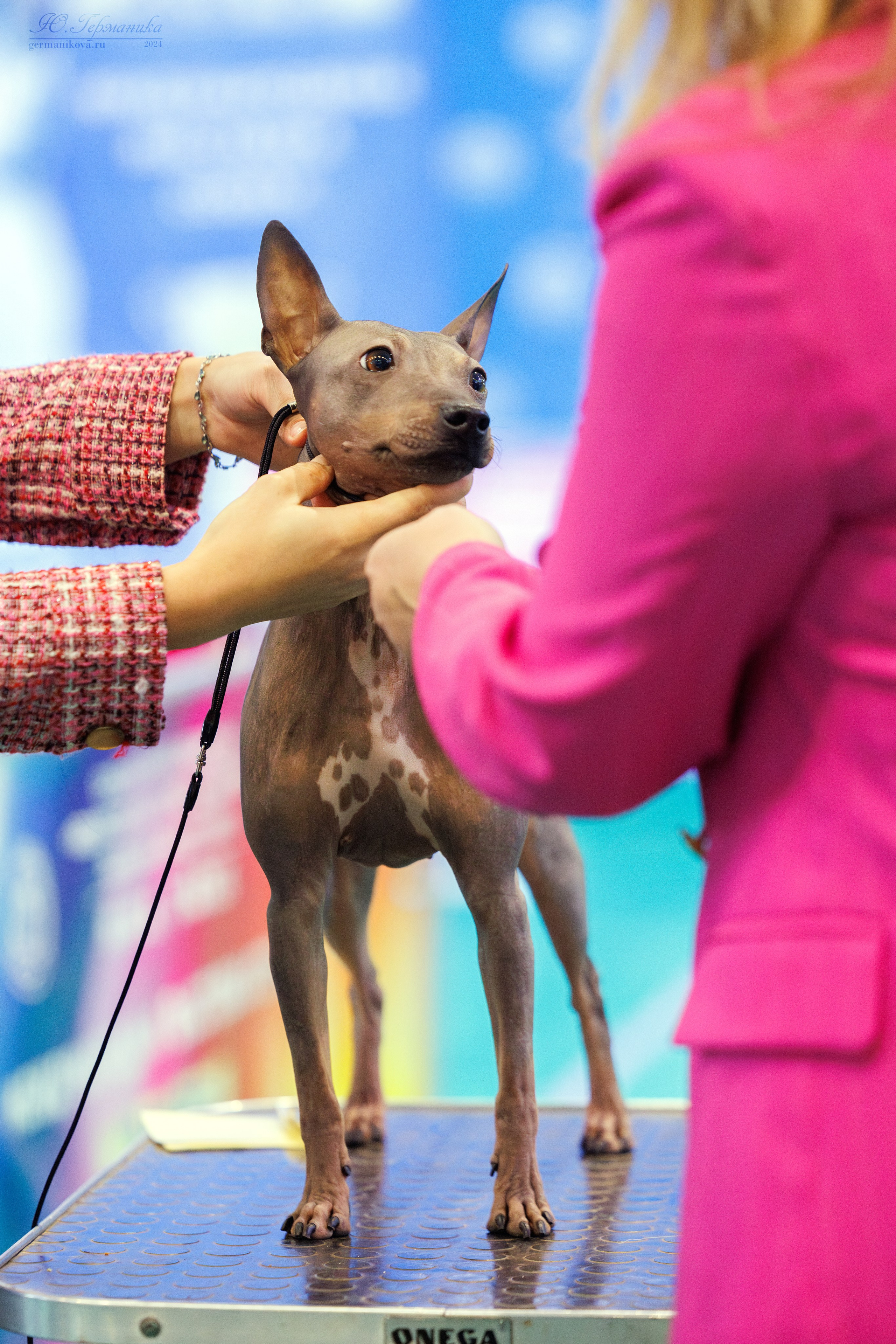 Минск 23.11.2024. Фотограф-анималист Юлия Германика