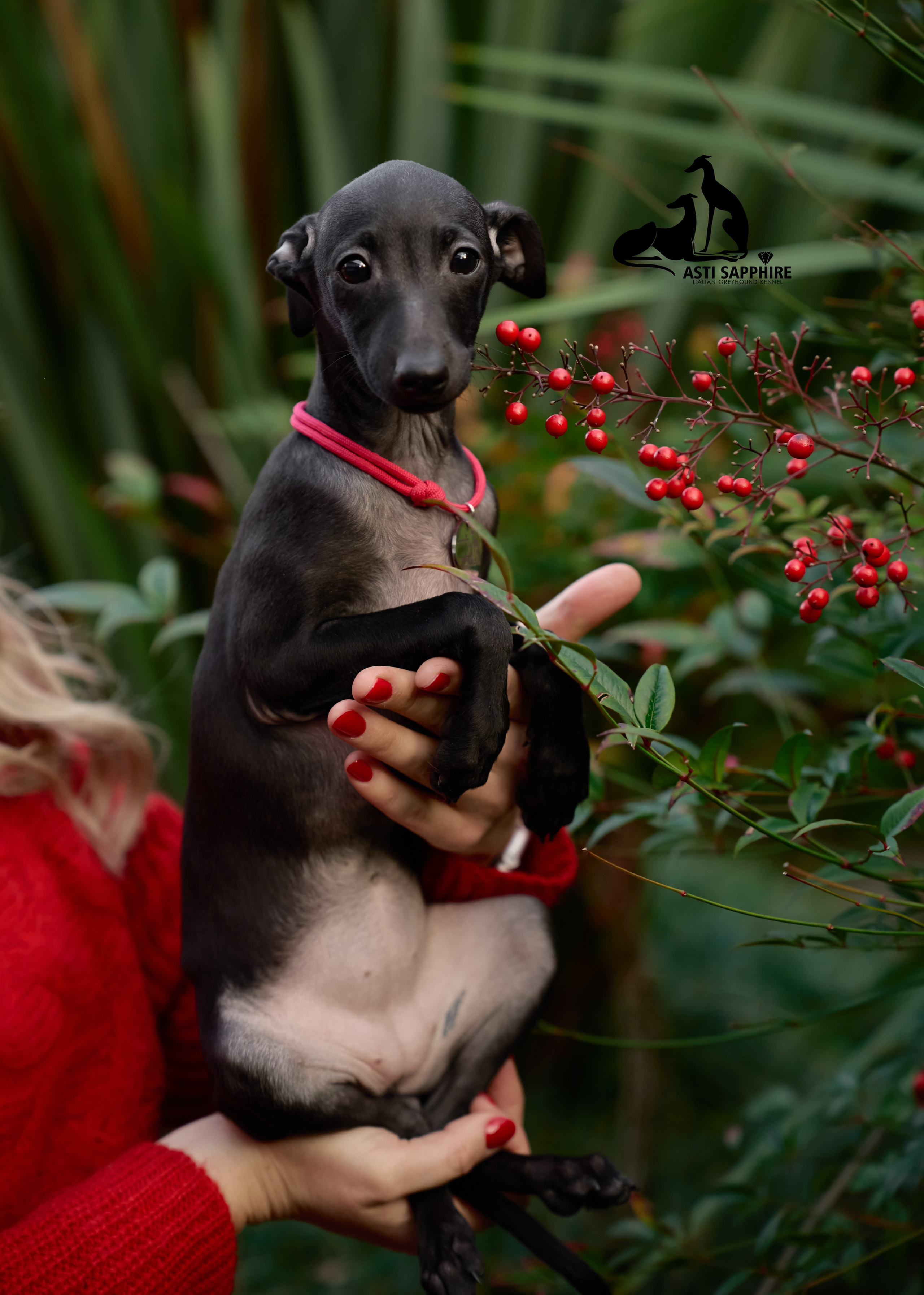 левретка щенок фотограф анималист краснодар 