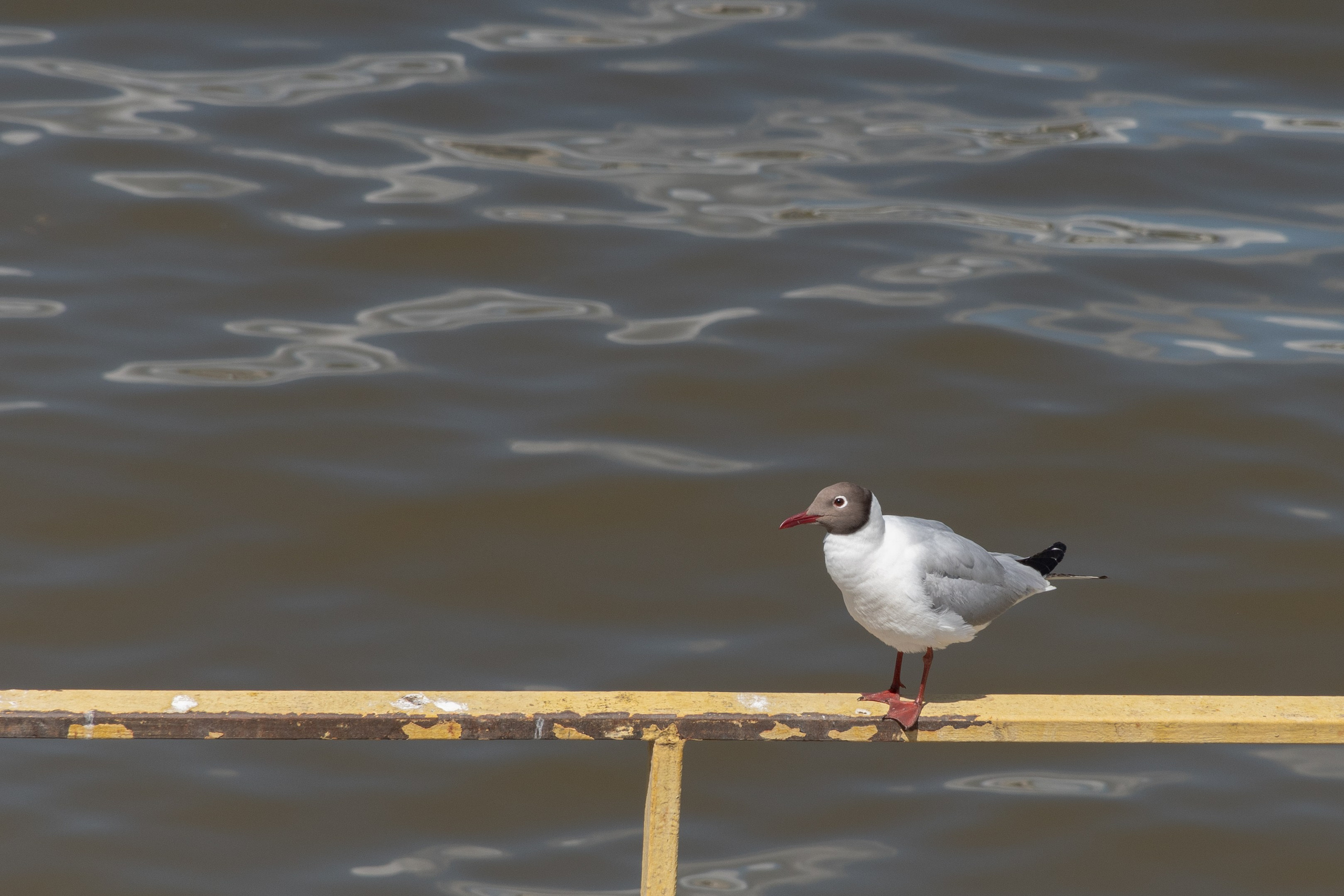 20210525_City. Дмитрий Ремизов. Фотография, как хобби