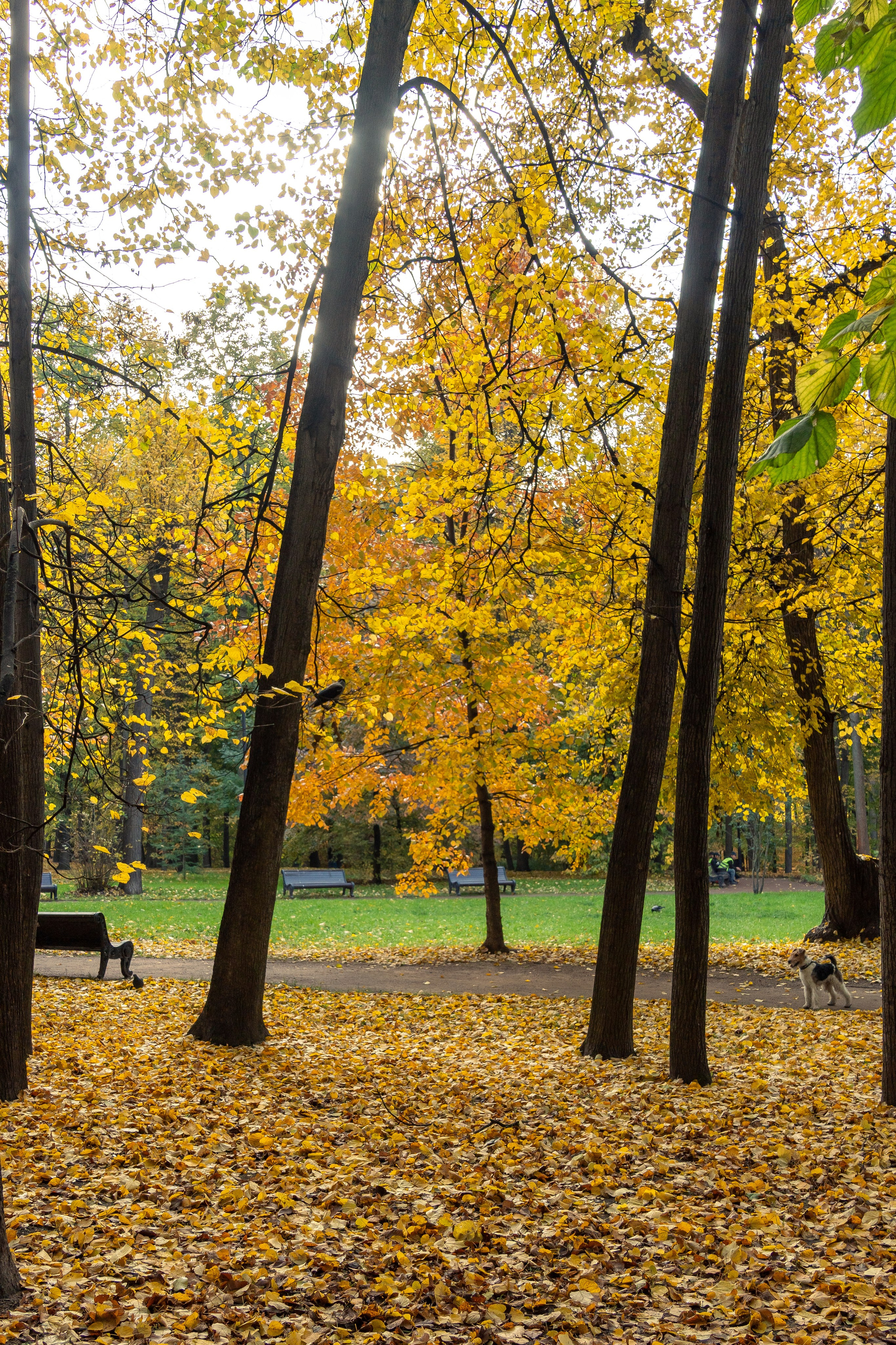 20251011 Нескучный сад. Дмитрий Ремизов. Фотография, как хобби