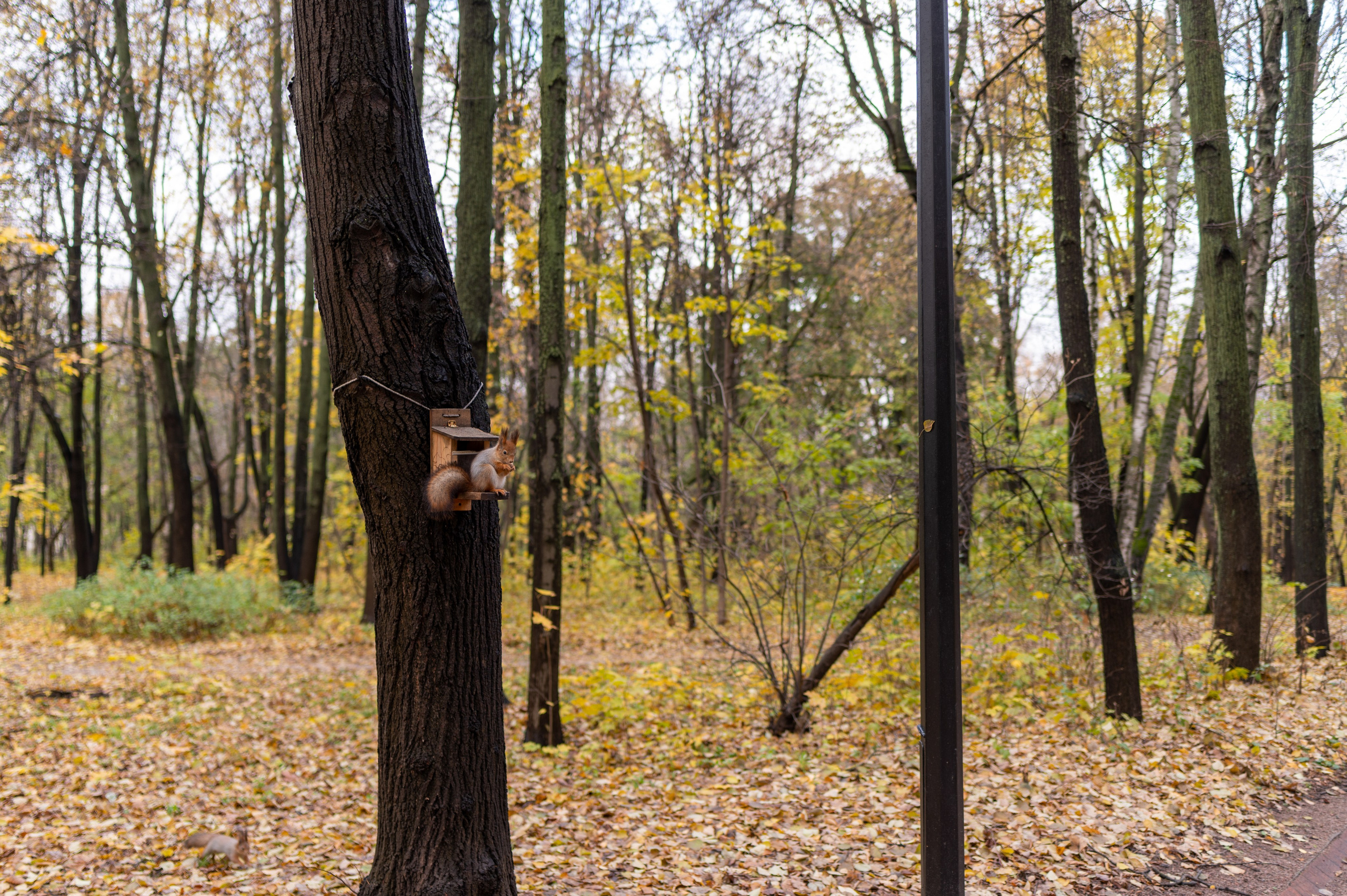 20231031 Нескучный сад. Дмитрий Ремизов. Фотография, как хобби