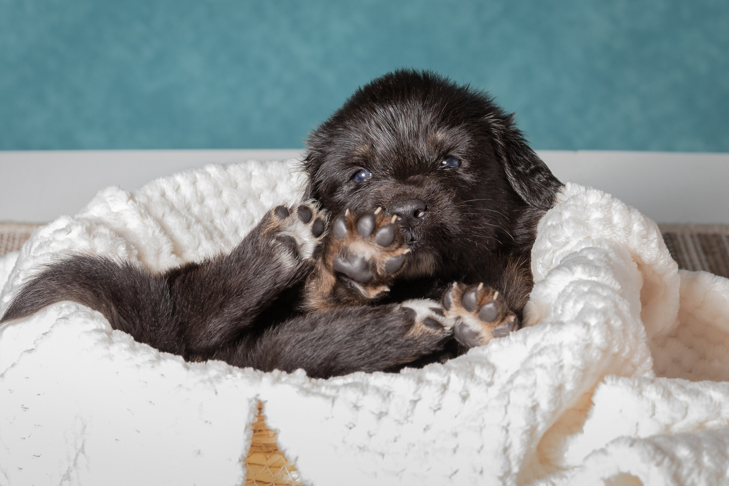 Тибетский мастиф. Юлия Микульская. Рыбинск