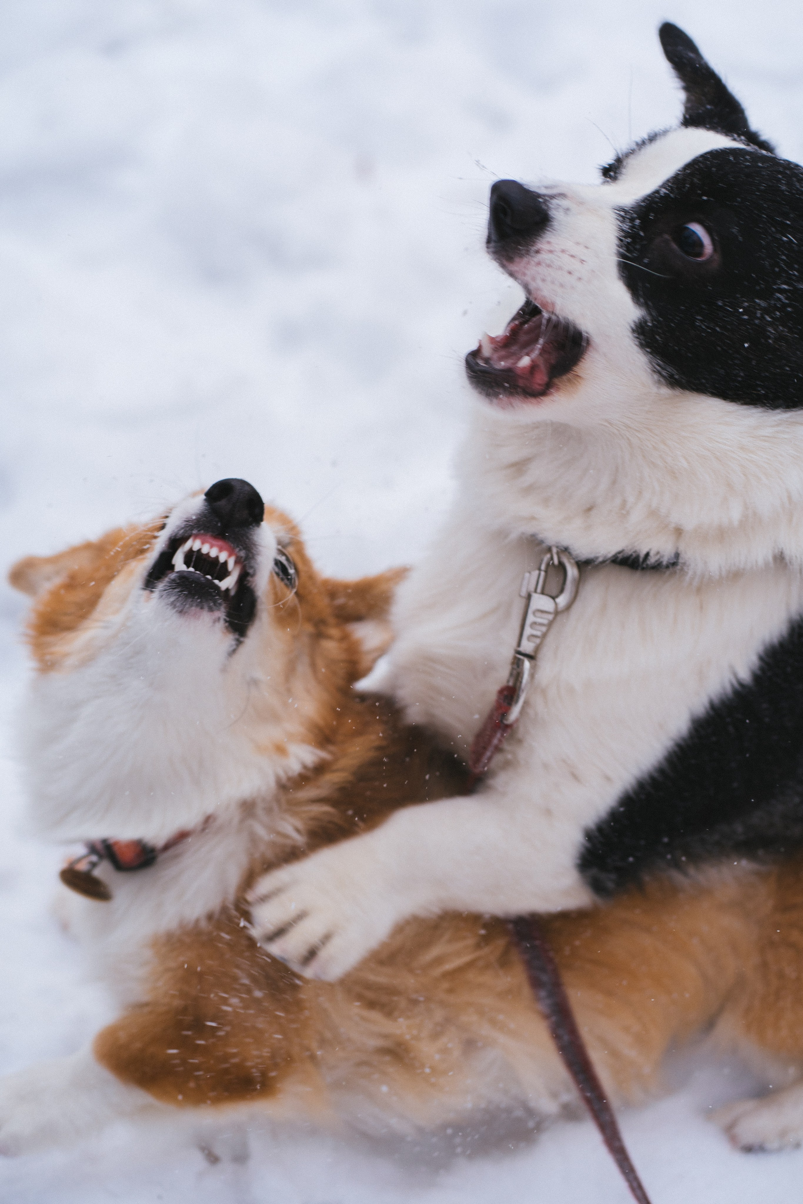 Агата и Лайк. Свадебный фотограф в Москве Анна Полушина