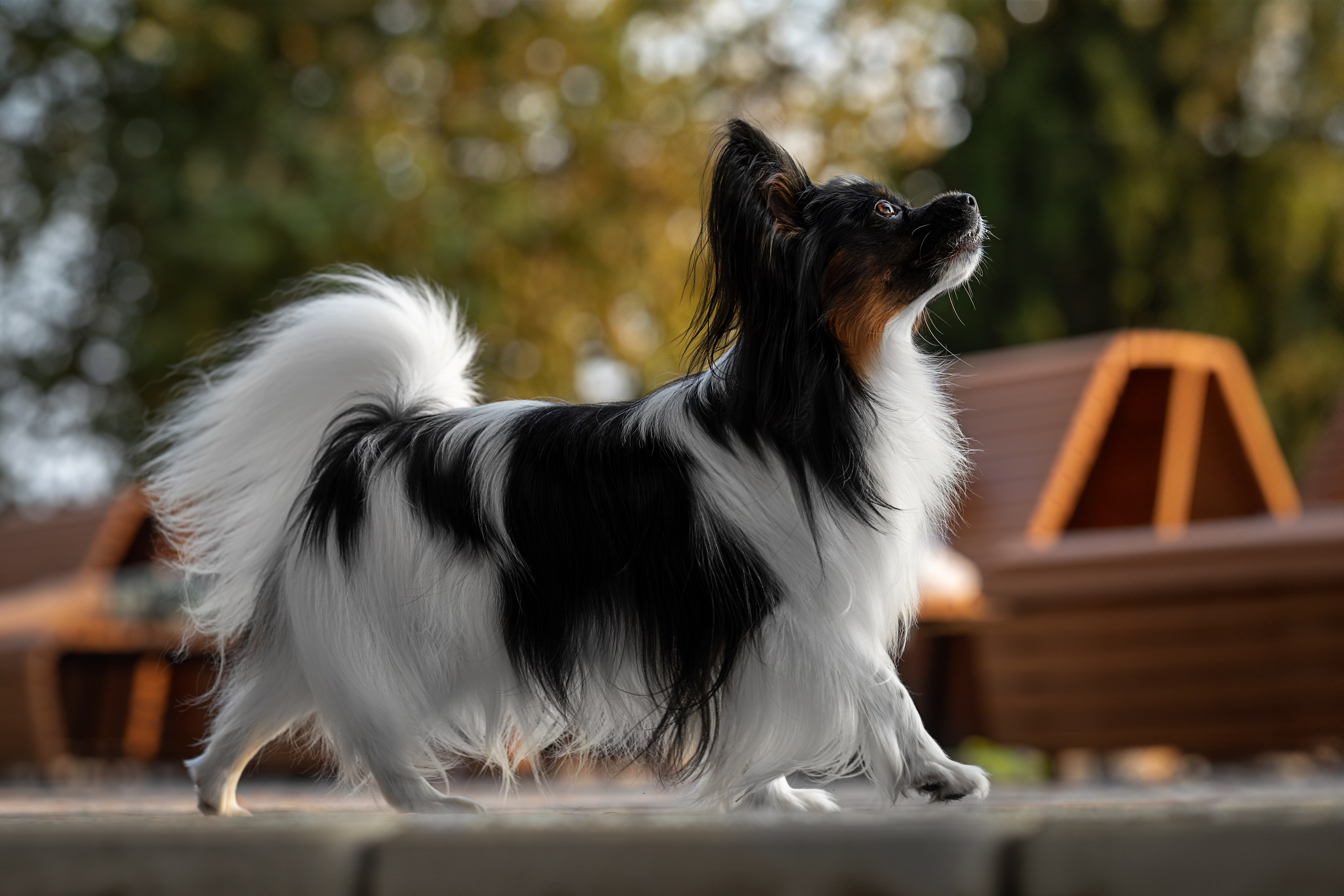 Бэйли, Папийон. Ирина Голомб|Фотограф-анималист в  Сочи и Калининграде