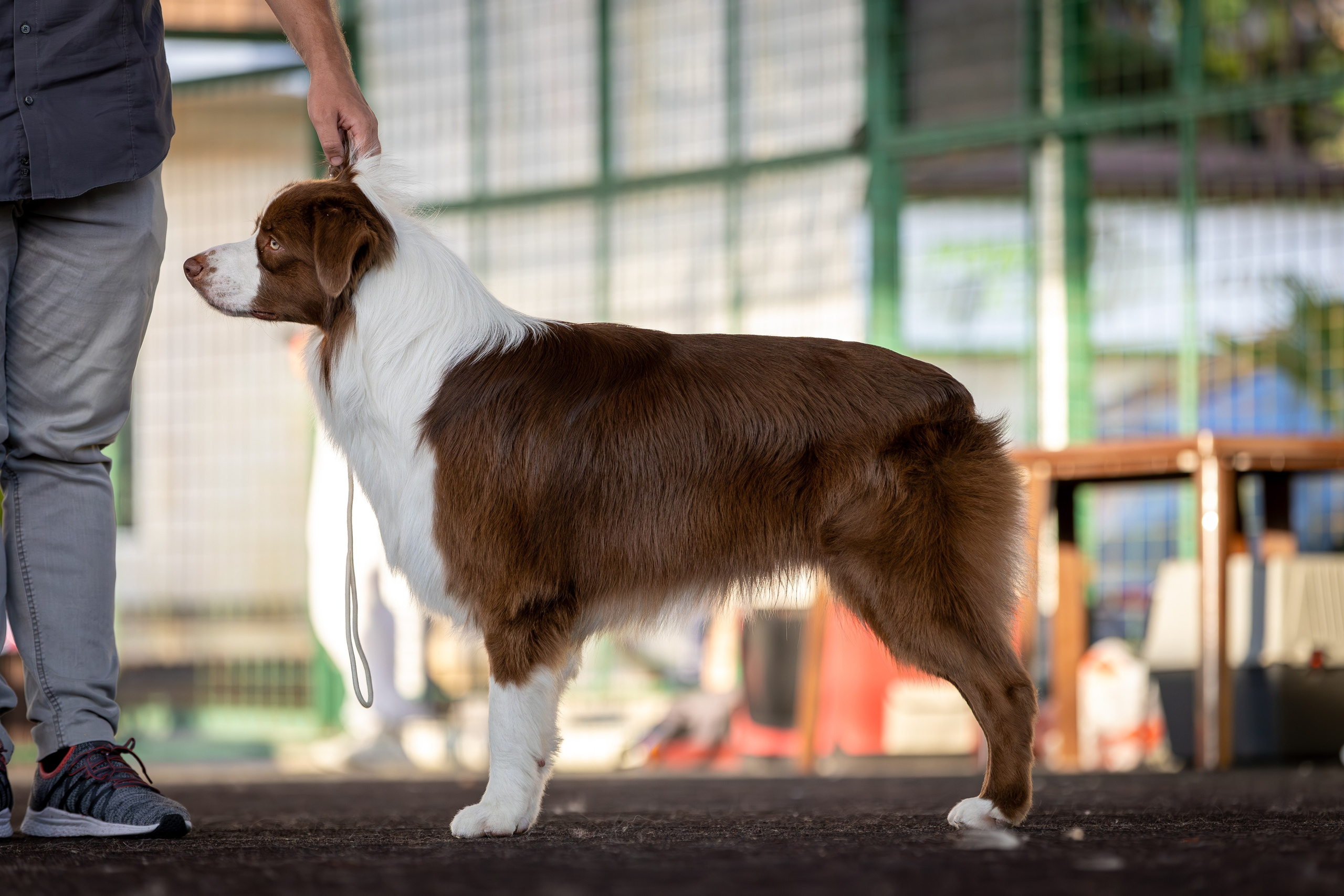 Дин, Австралийская Овчарка. Ирина Голомб|Фотограф-анималист в  Сочи и Калининграде