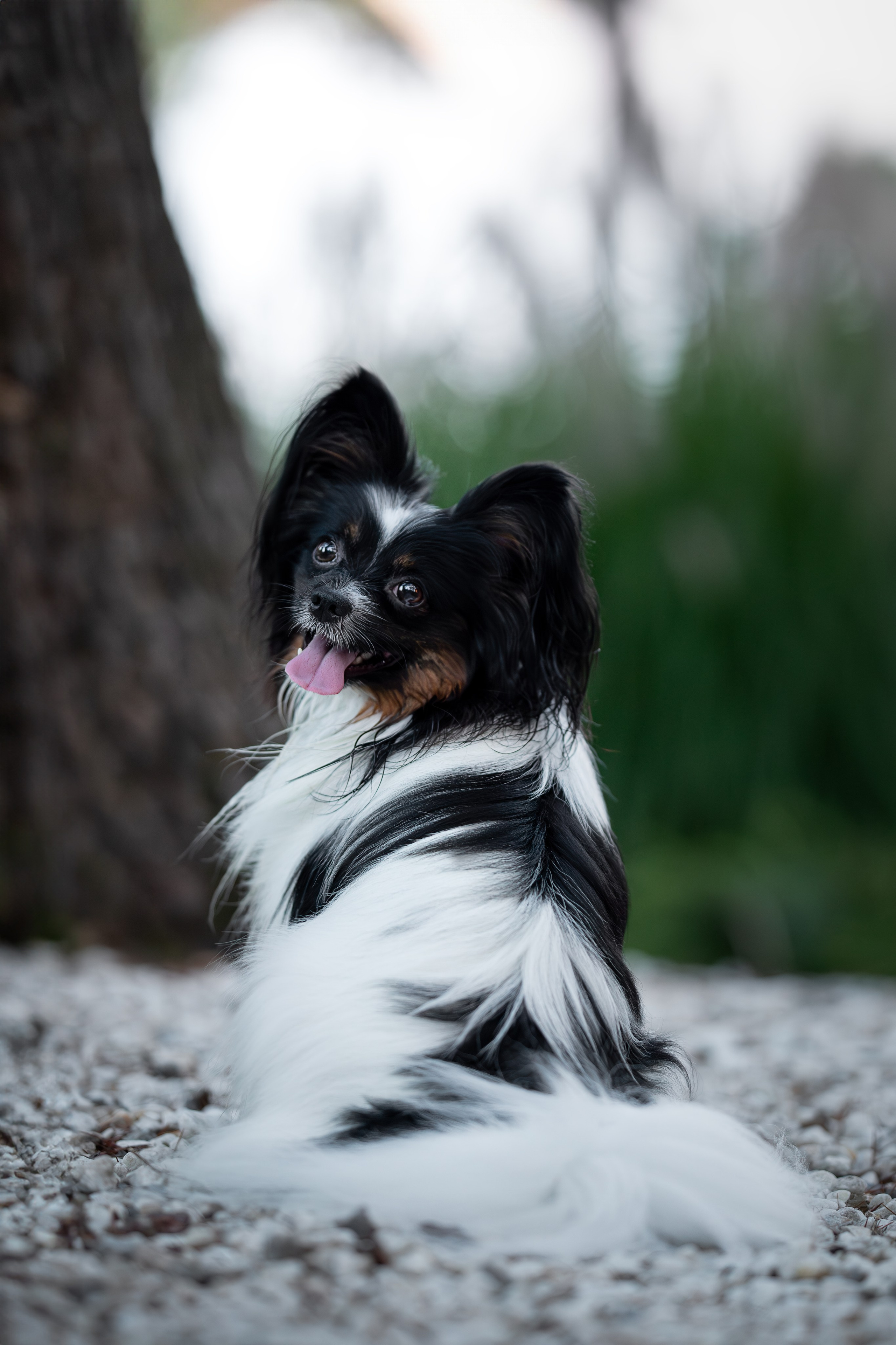 Бэйли, Папийон. Ирина Голомб|Фотограф-анималист в  Сочи и Калининграде