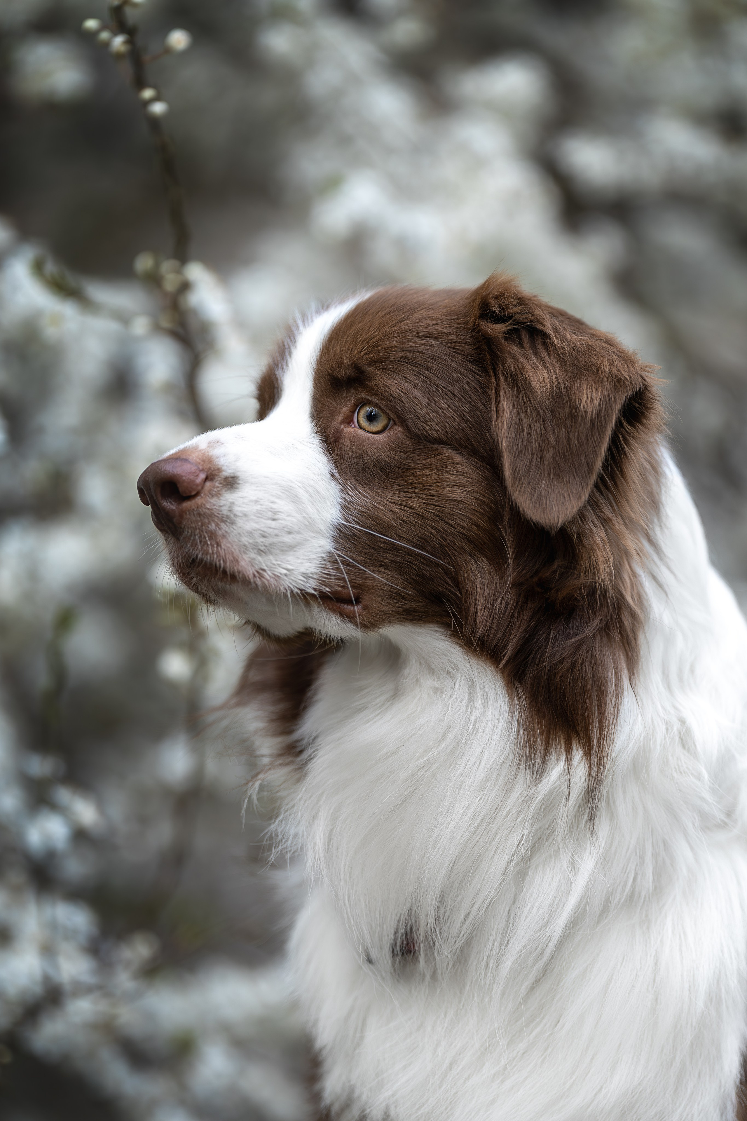 Дин, Австралийская Овчарка. Ирина Голомб|Фотограф-анималист в  Сочи и Калининграде