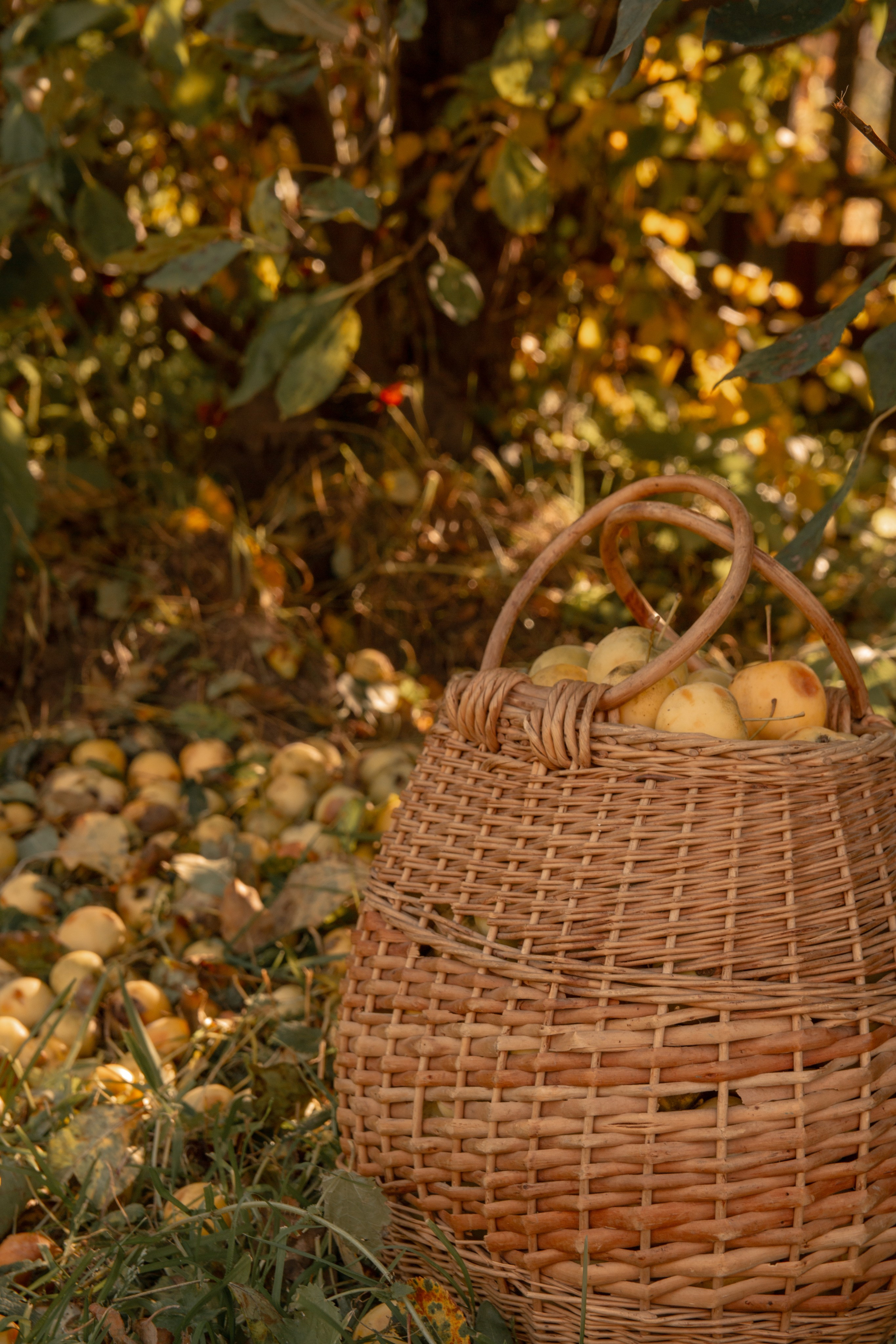 Пища для глаз. Ваш фотограф Северск | Томск