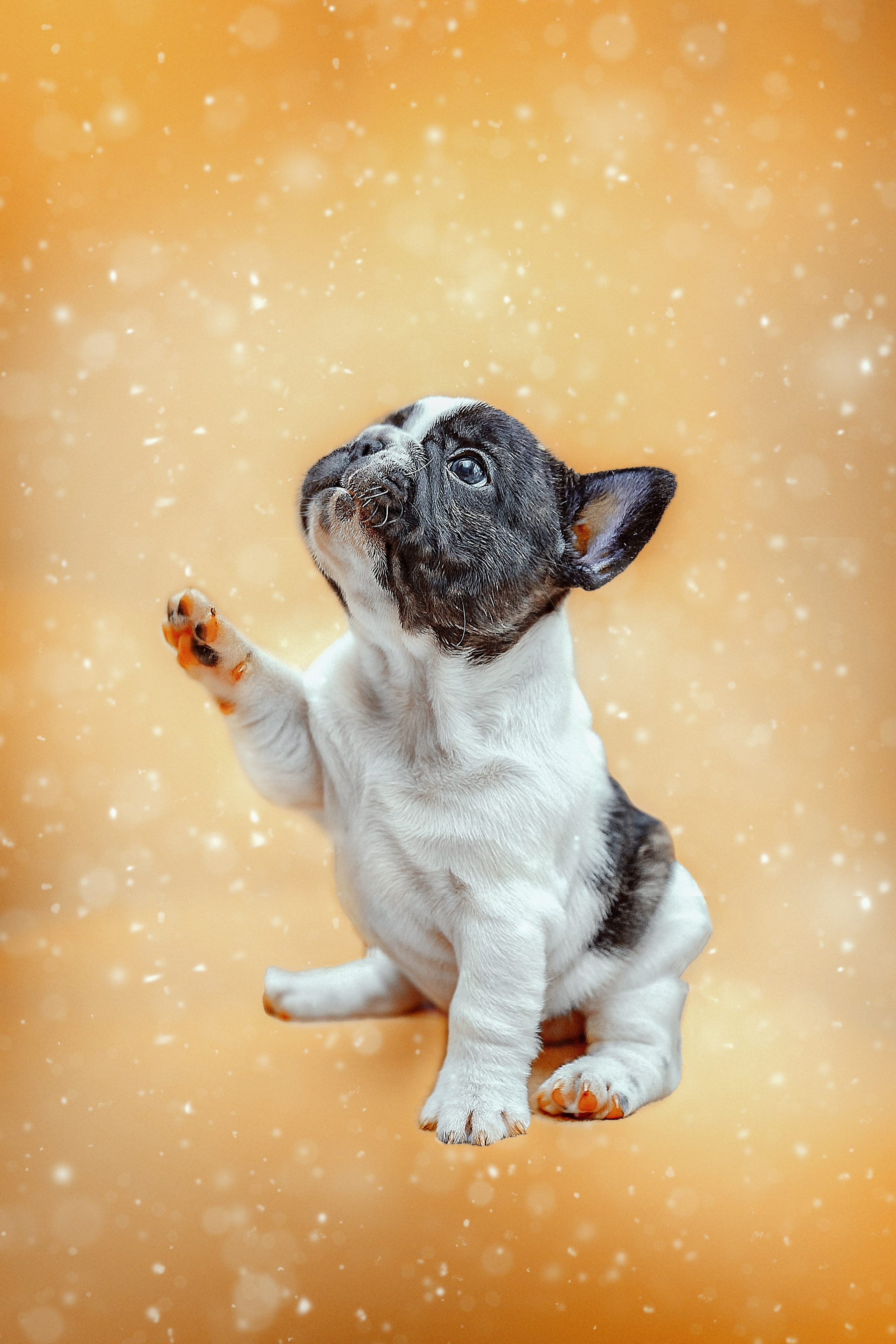 Фотосессия животных в Ижевских, фотограф животных. Детский, семейный фотограф в Ижевске и Москве Аксинья Лысенкова ADEN