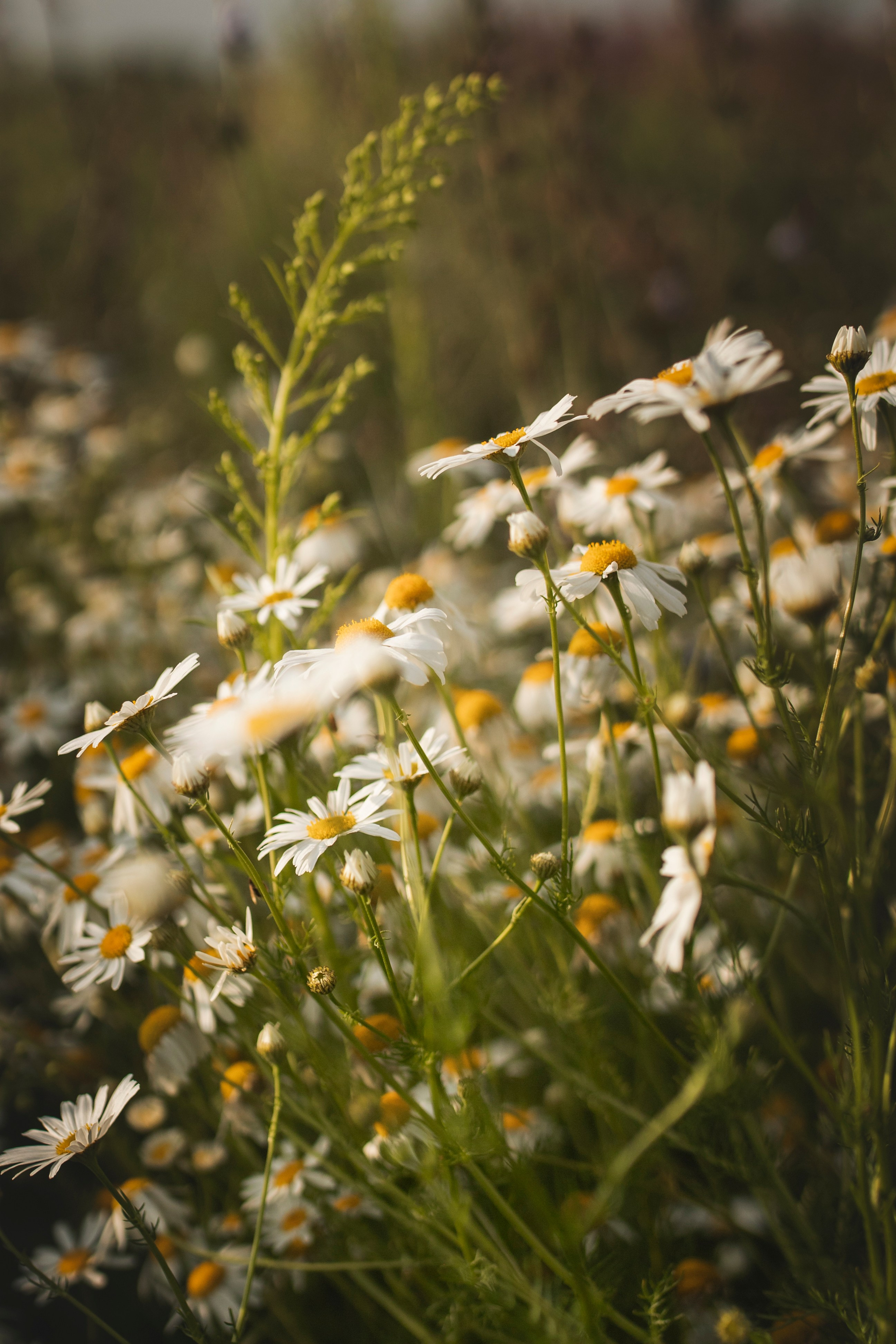 Семейная фотосессия. Фотограф Каримов Виктор