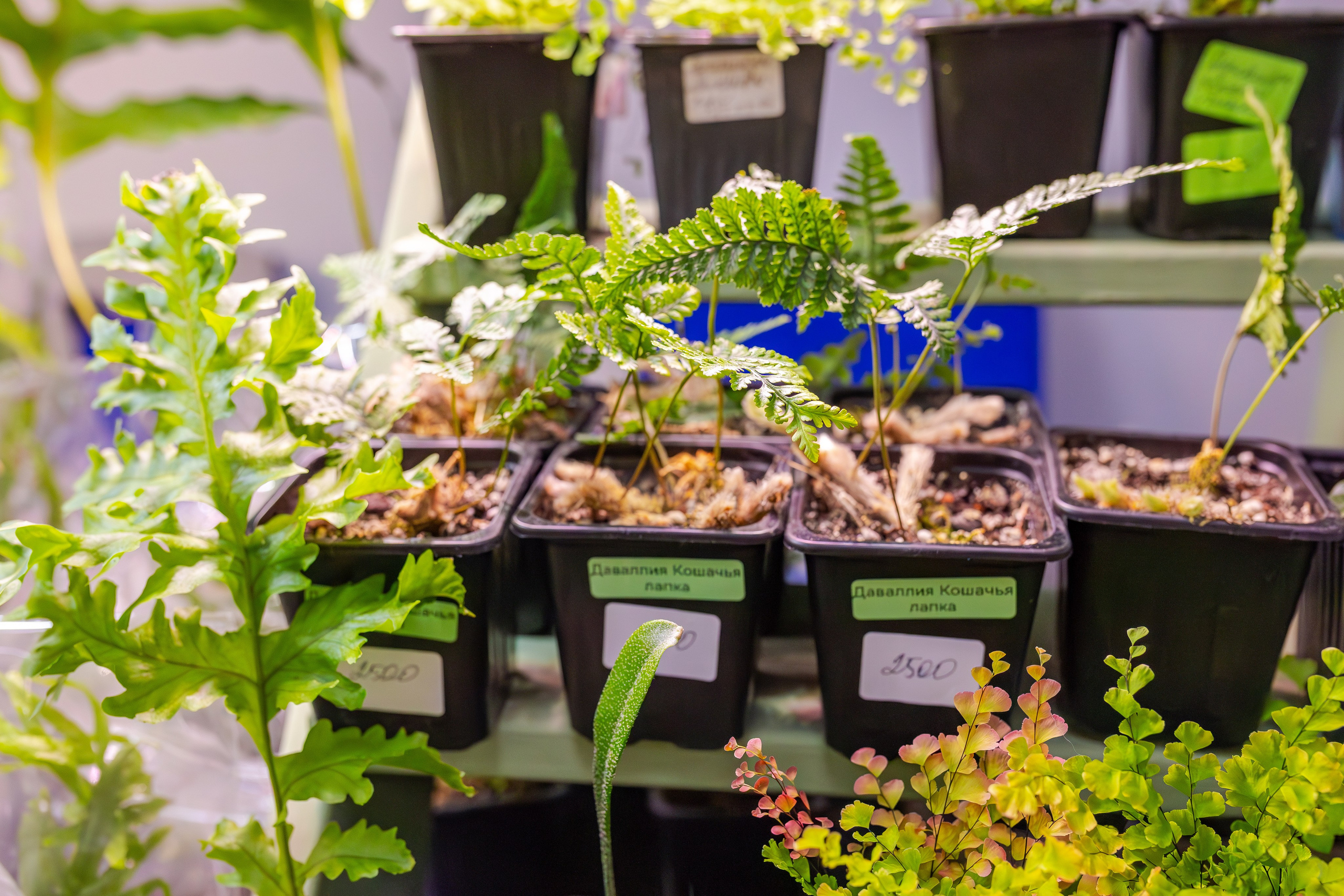 Орхидиум сентябрь 2025. Александра Куликова фотограф, Москва