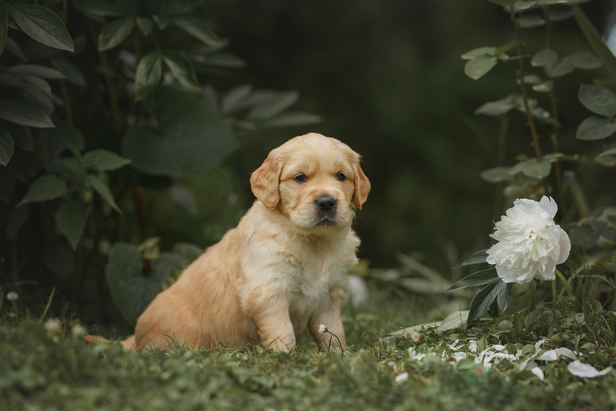 Животные. Семейный фотограф в Минске Виктория Дубровская