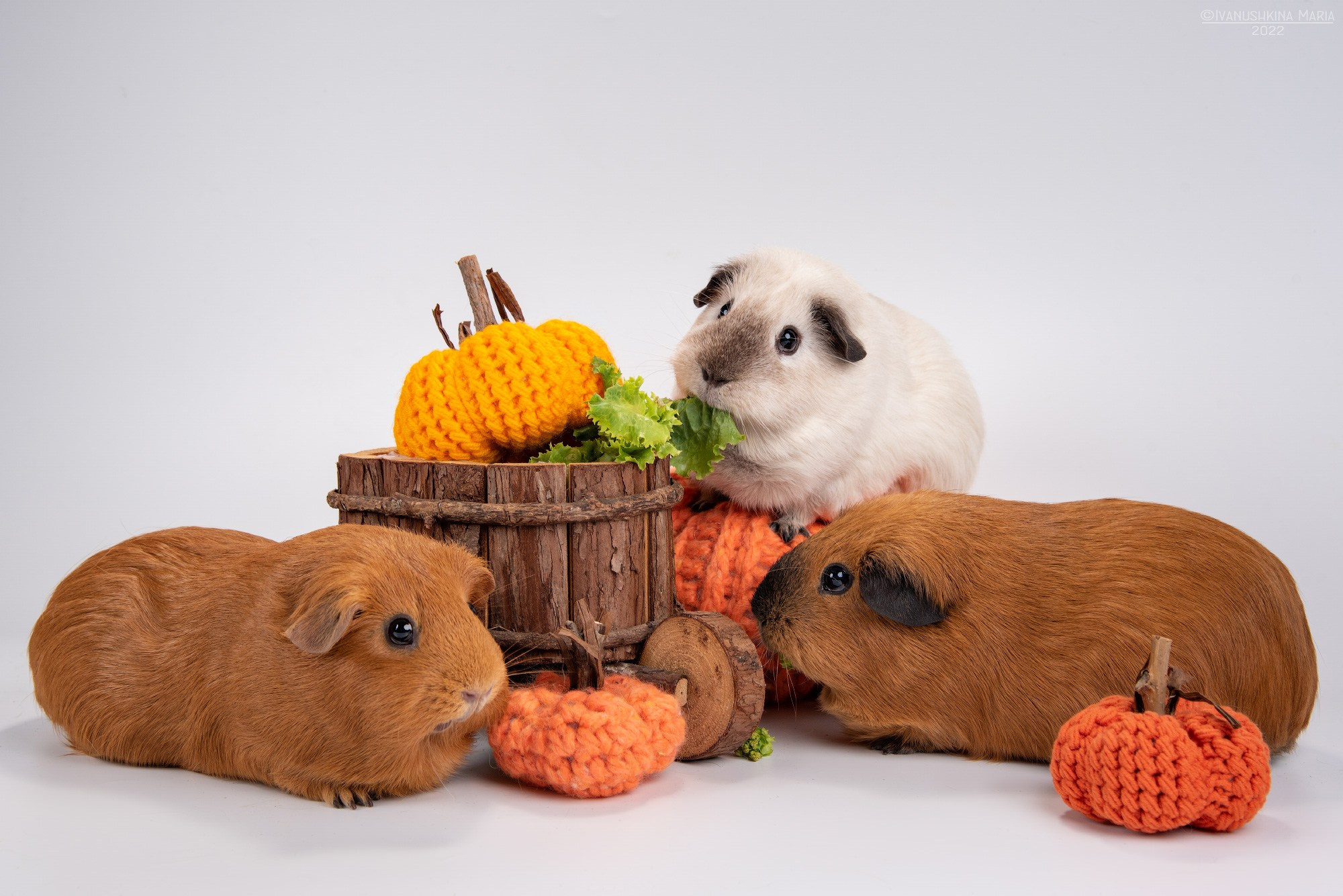 Фотосессии экзотических животных в студии. Фотограф собак в Москве и Московской области Иванушкина Мария