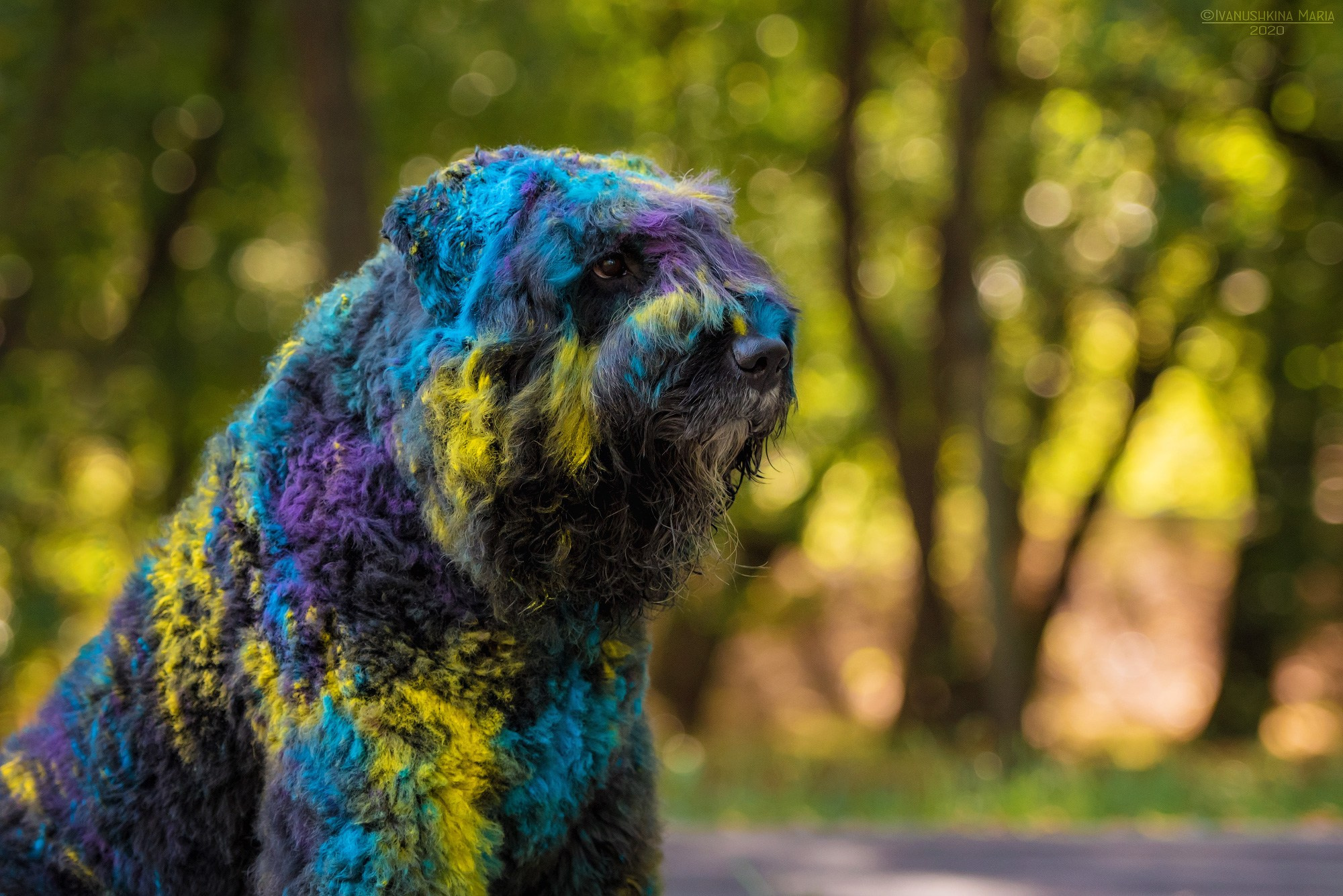 Фотосессия собаки с красками холи. Фотограф собак в Москве и Московской области Иванушкина Мария