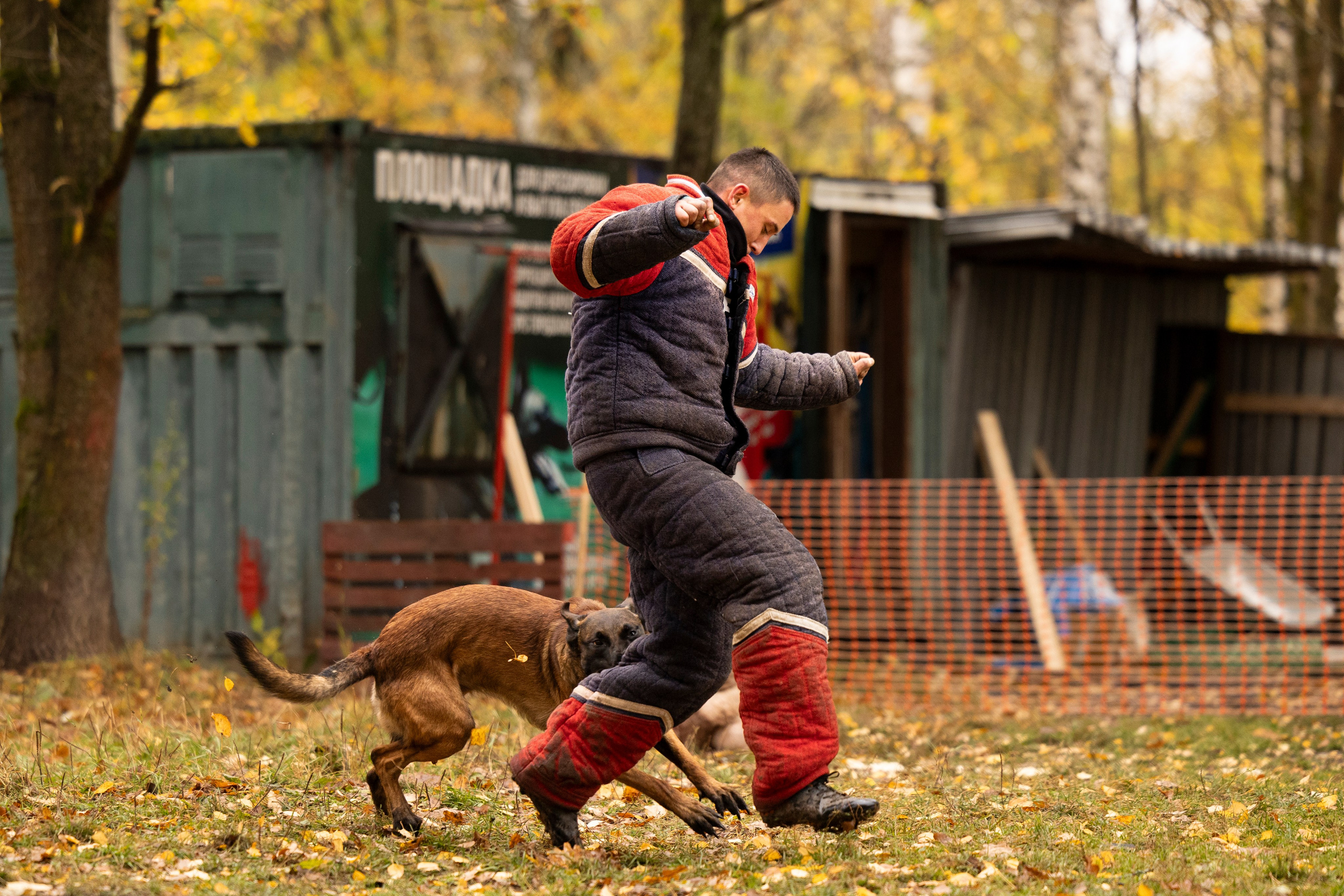 Соревнования по Мондьорингу г. Вологда. Фотограф-анималист Анна Маринич