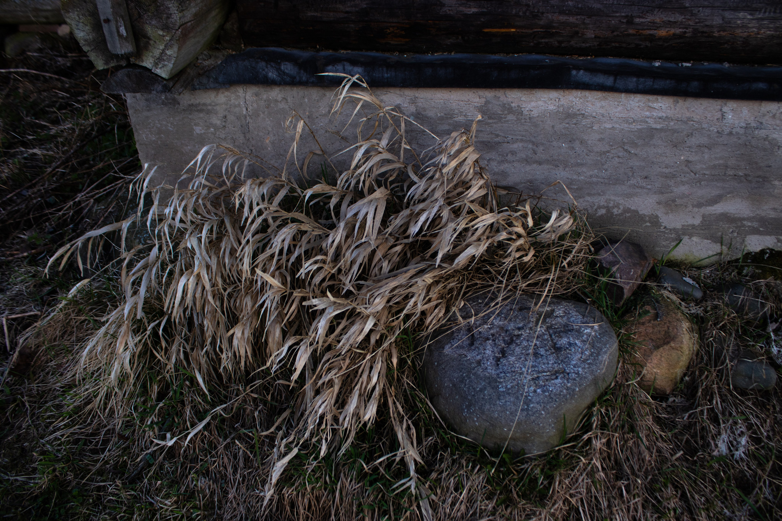 Вепсский ковчег. Полина Щапова БМК235 Медиаком — НИУ ВШЭ