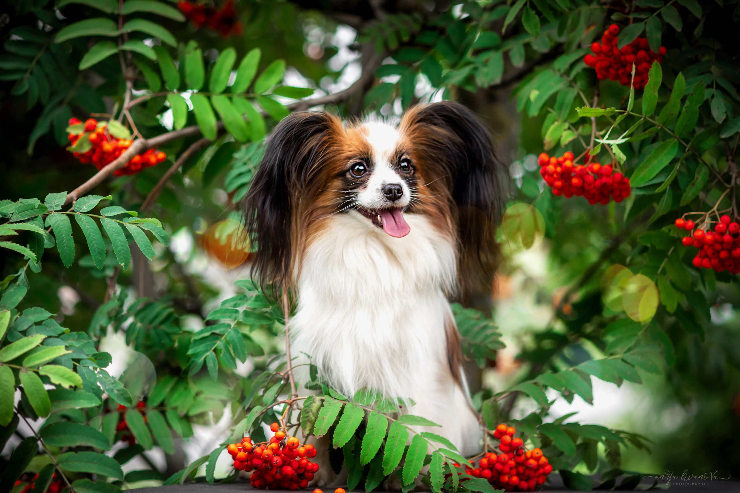 Рябинки. Фотограф анималист Аня Ливанова | Рыбинск