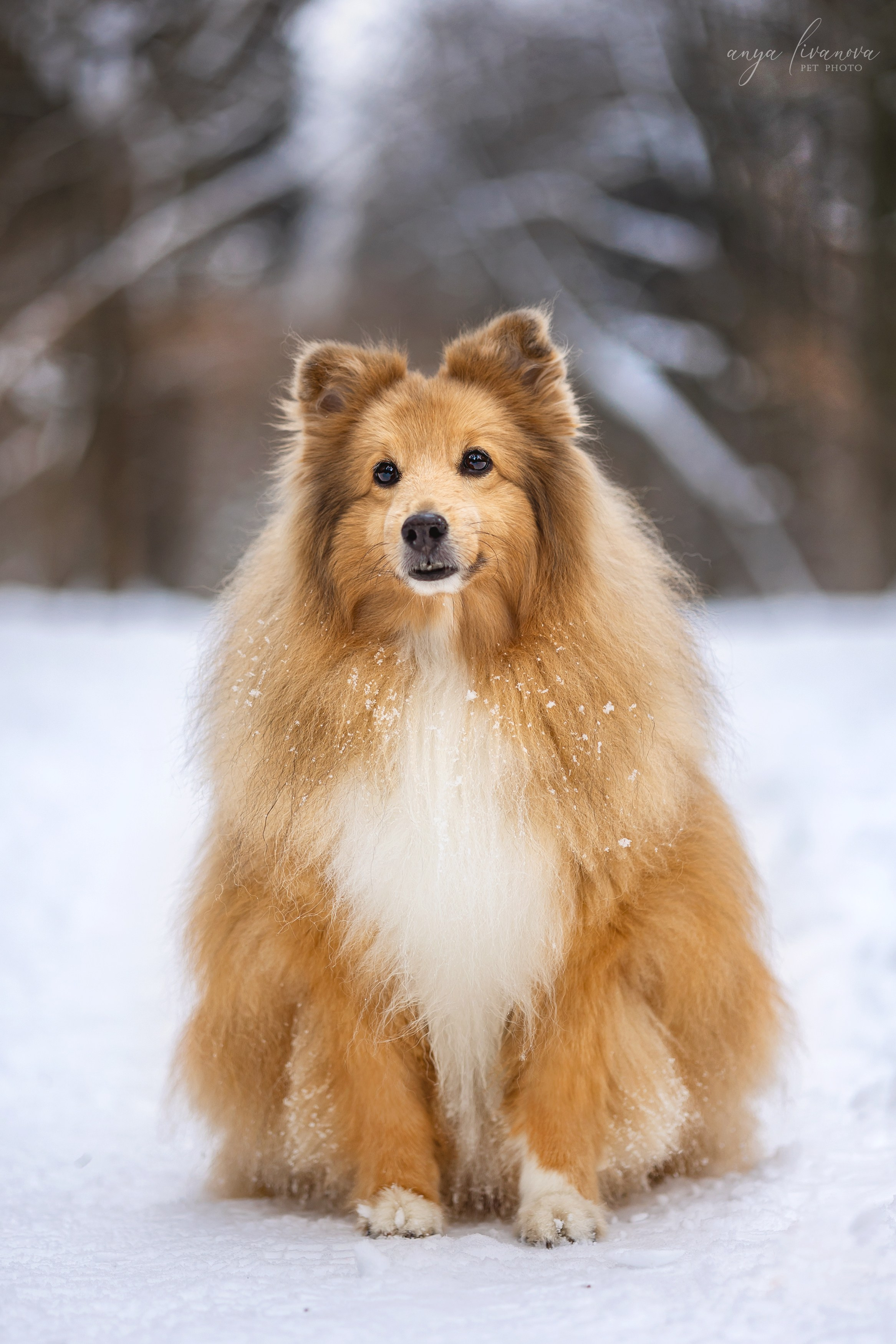 Скиф. Фотограф анималист Аня Ливанова | Рыбинск