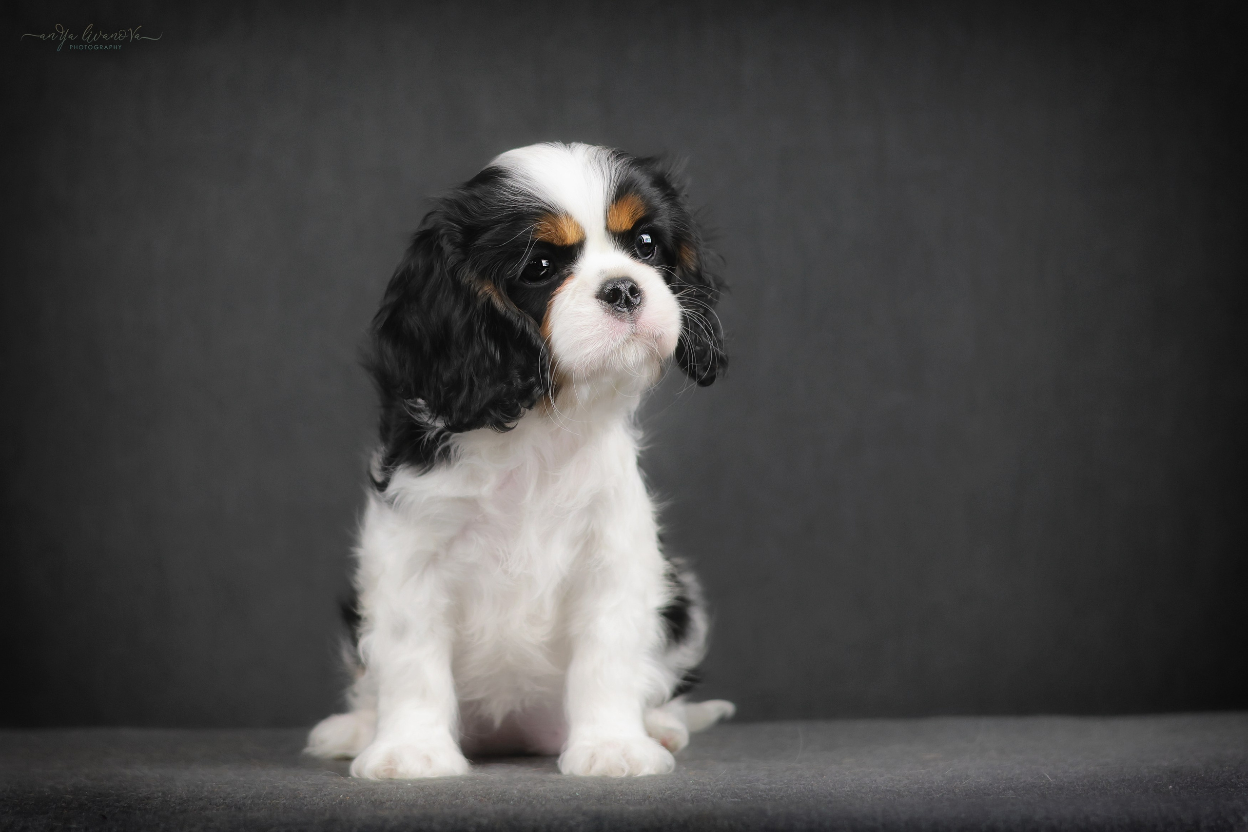 Кавалерчики. Фотограф анималист Аня Ливанова | Рыбинск