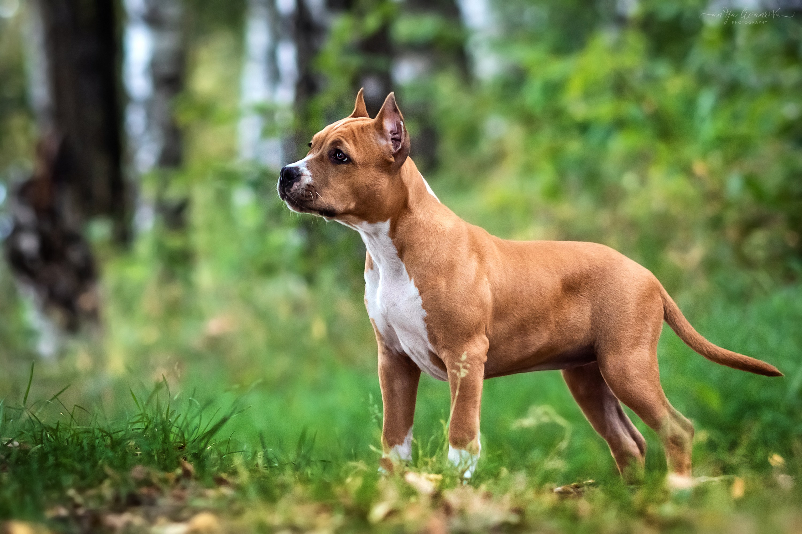 Винт и Дея. Фотограф анималист Аня Ливанова | Рыбинск