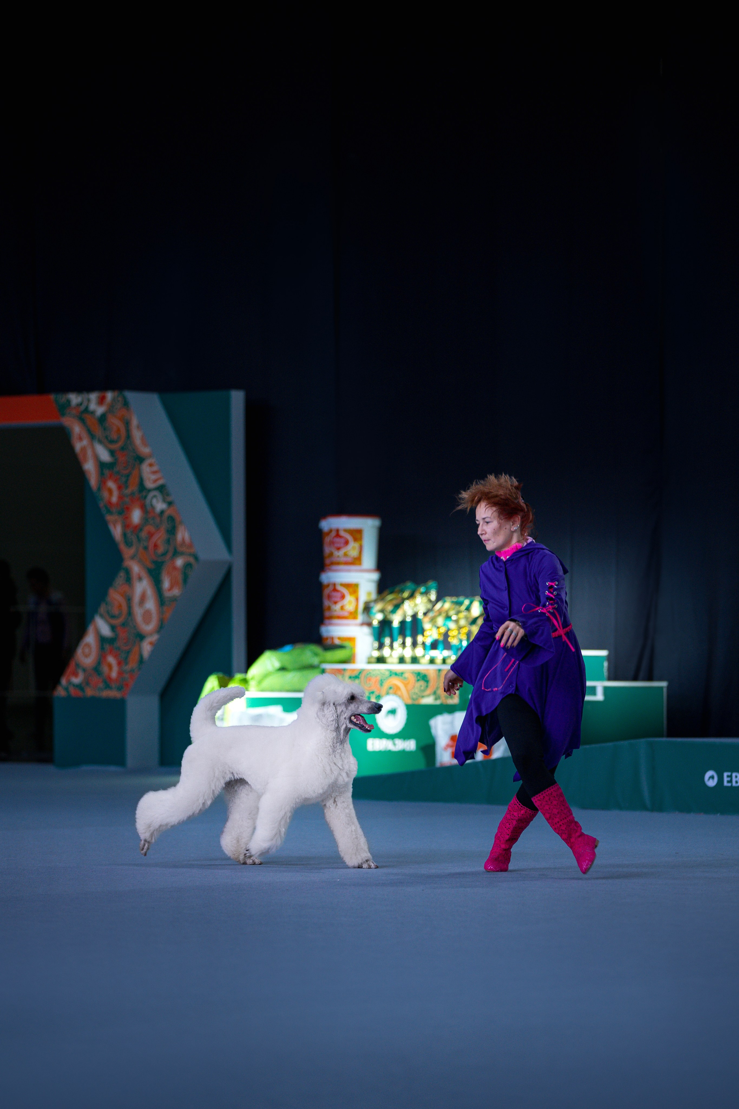 Выставки. Фотограф анималист в Москве Майорова Евгения