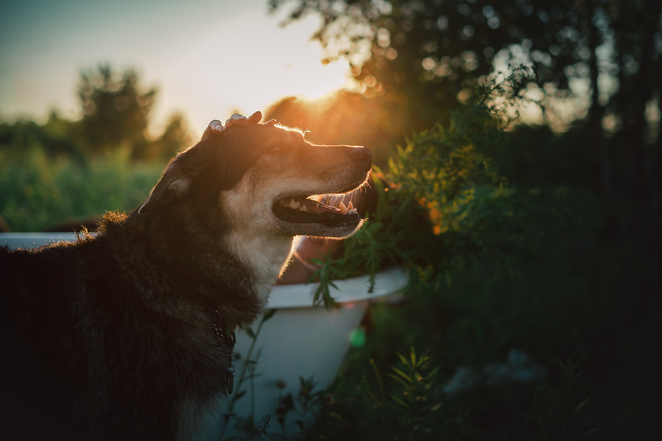 Ванна в поле. Фотограф-анималист Татьяна Степанова