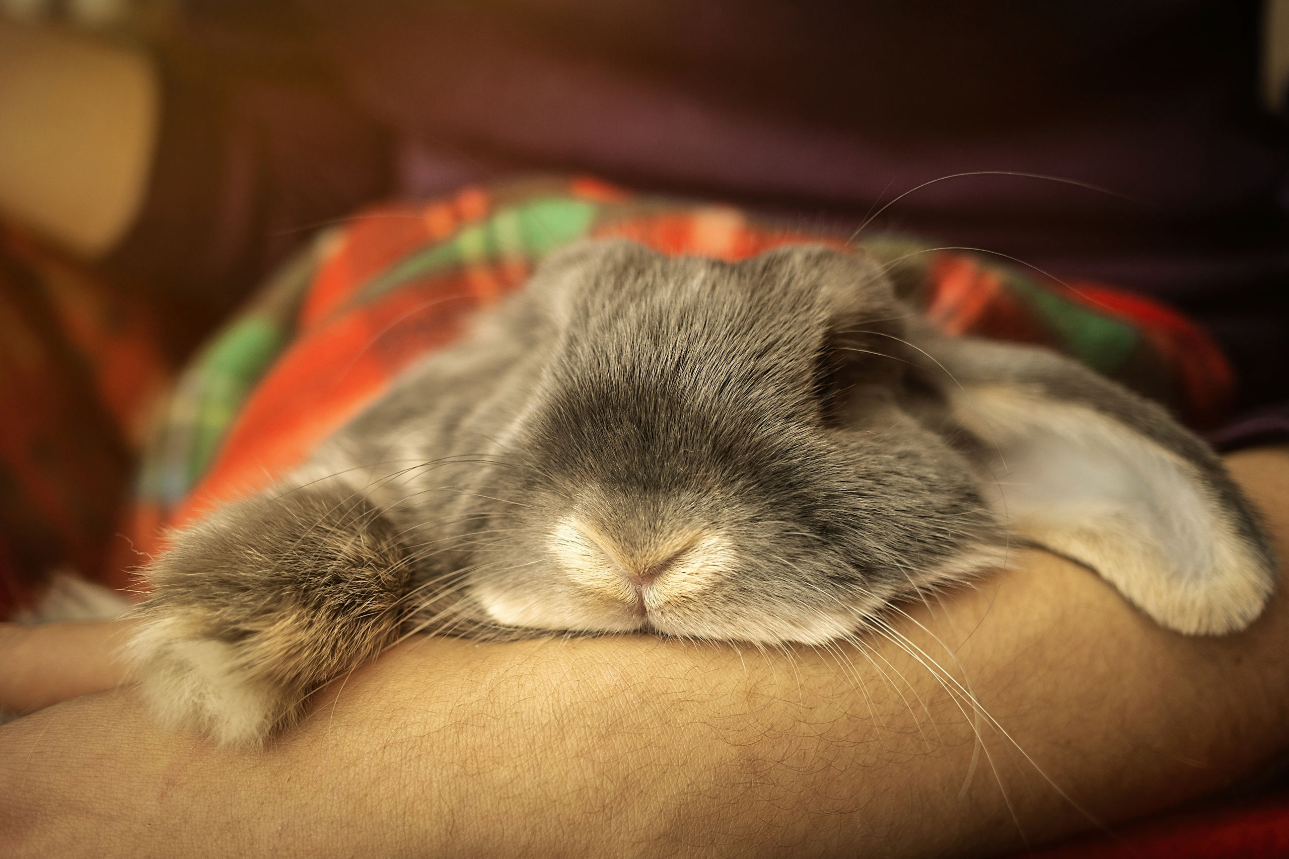 Животные. Сергей Глебов - фотограф