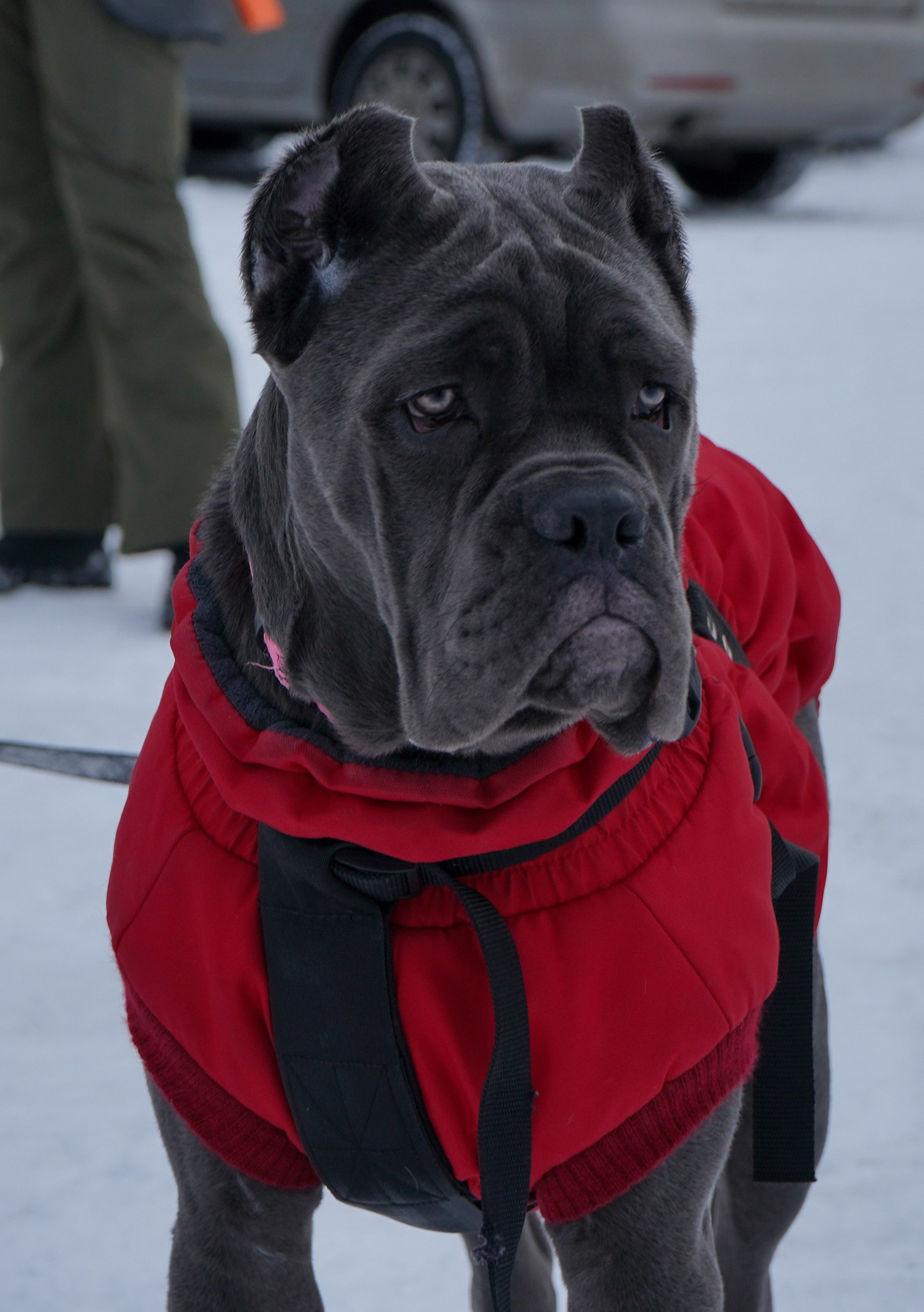 Фотосессии Пушистиков. Фотограф в Санкт-Петербурге Виктория Барышникова