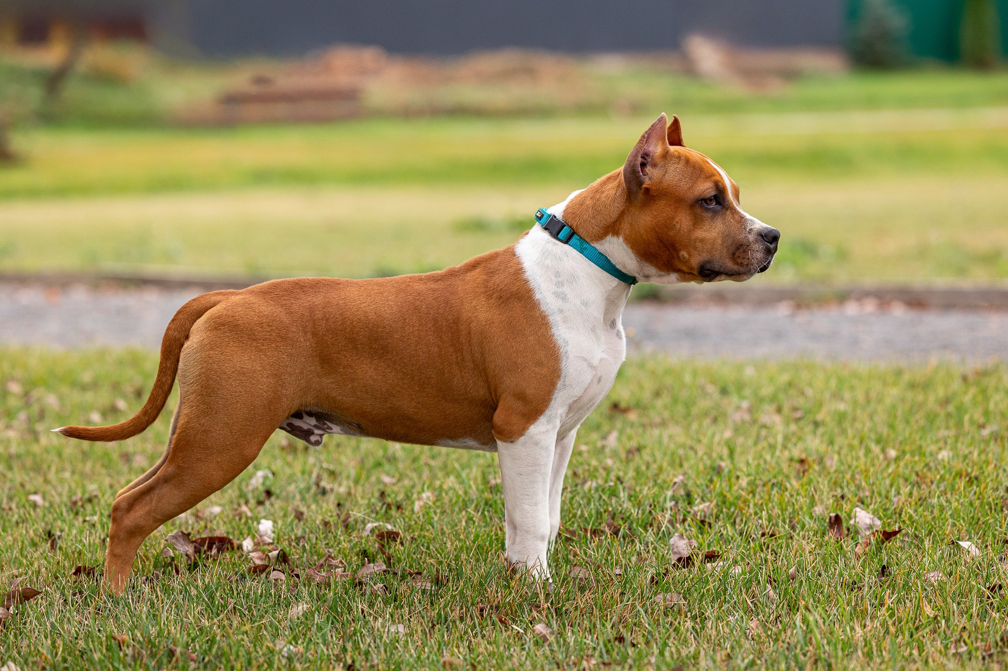 Фотосъёмки щенков. Фотограф-анималист Natalia Deingel | Фотосъемка собак в Москве