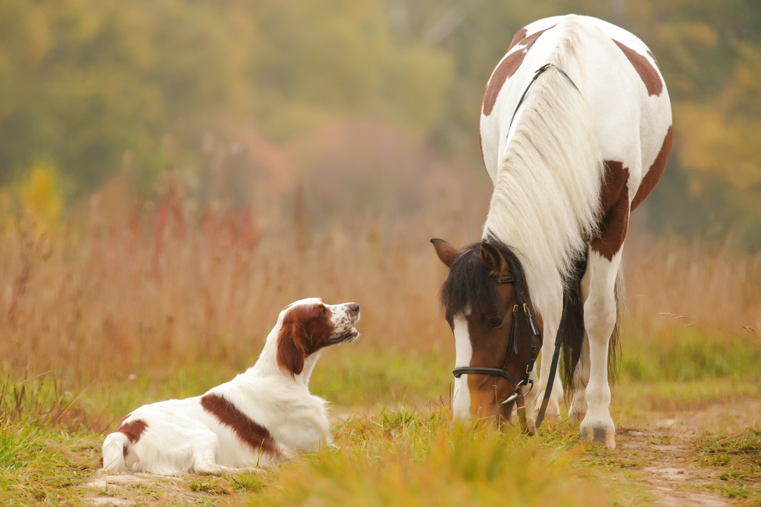 Ирландский красно-белый сеттер Шамрог. Фотограф-анималист Natalia Deingel | Фотосъемка собак в Москве