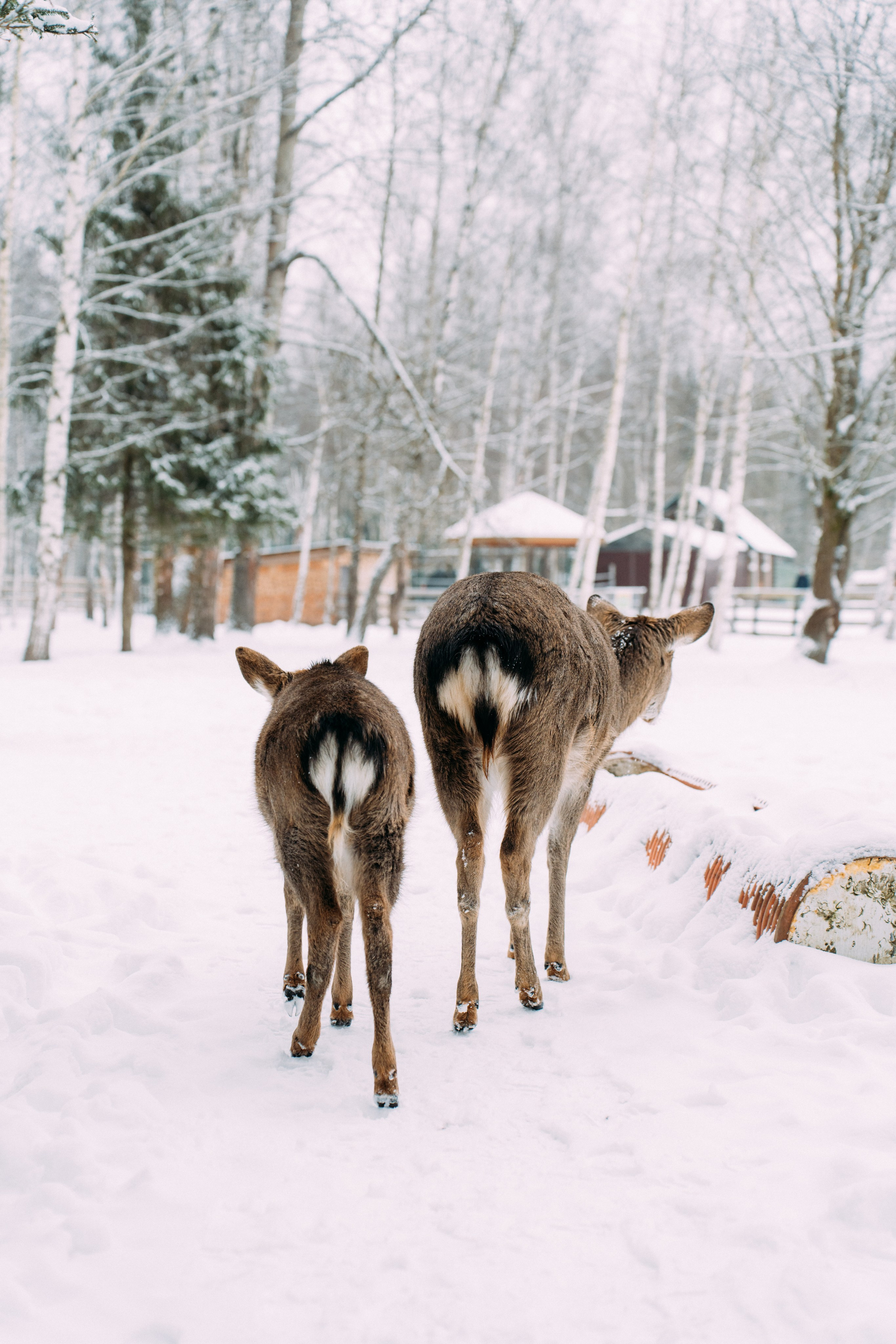 Усадьба Веретьево. Фотограф Валерия Бурма
