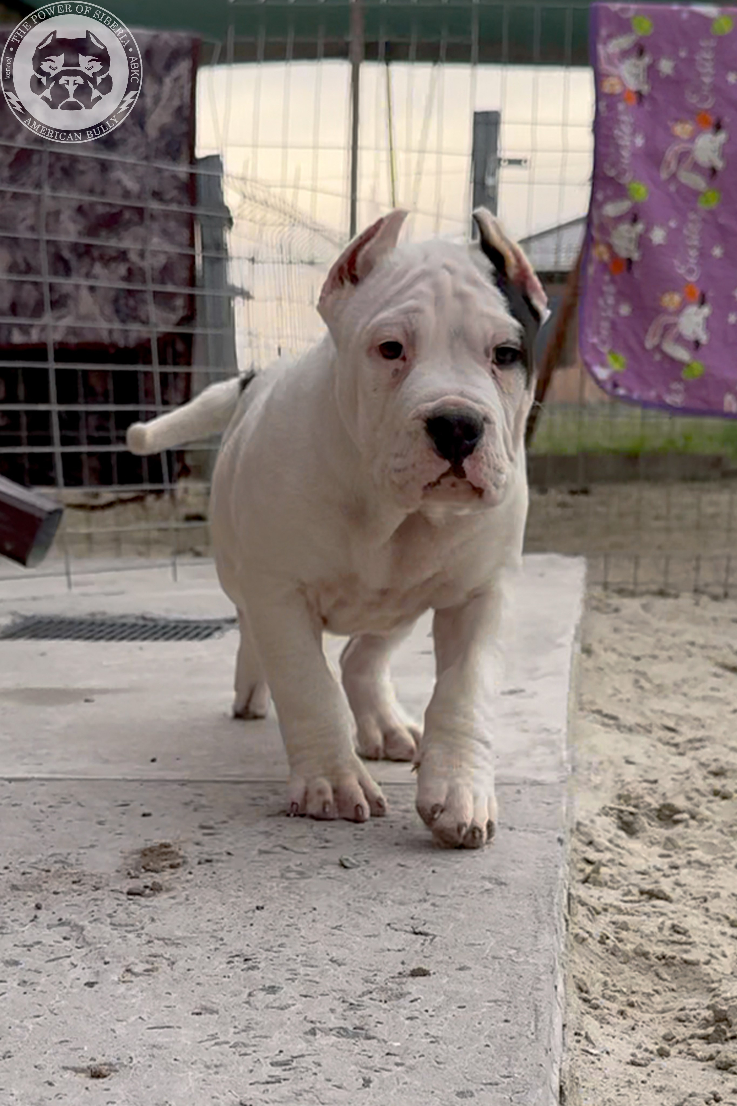 20.01.26-Рокси-Арчи. Американский Булли в г. Ростов-на-Дону. Питомник THE POWER OF SIBERIA