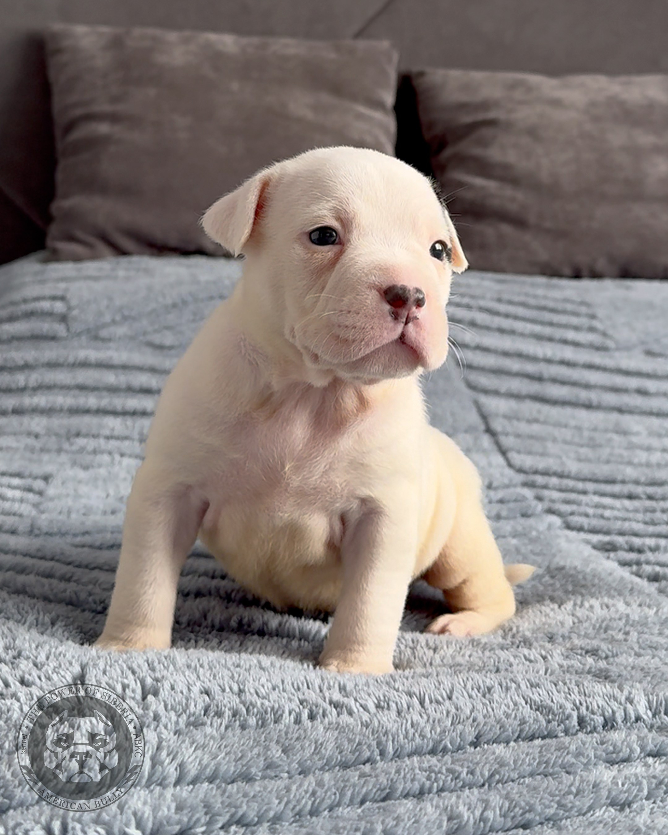 Свободные щенки Американский Булли, в типах покет, классик, стандарт. Американский Булли в г. Ростов-на-Дону. Питомник THE POWER OF SIBERIA