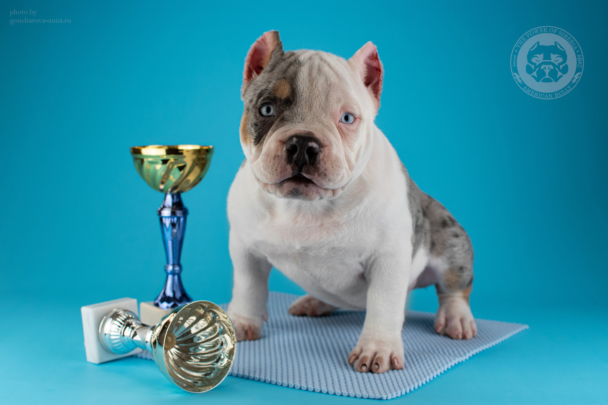 Кобель на вязку Американский булли в Ростове-на-Дону