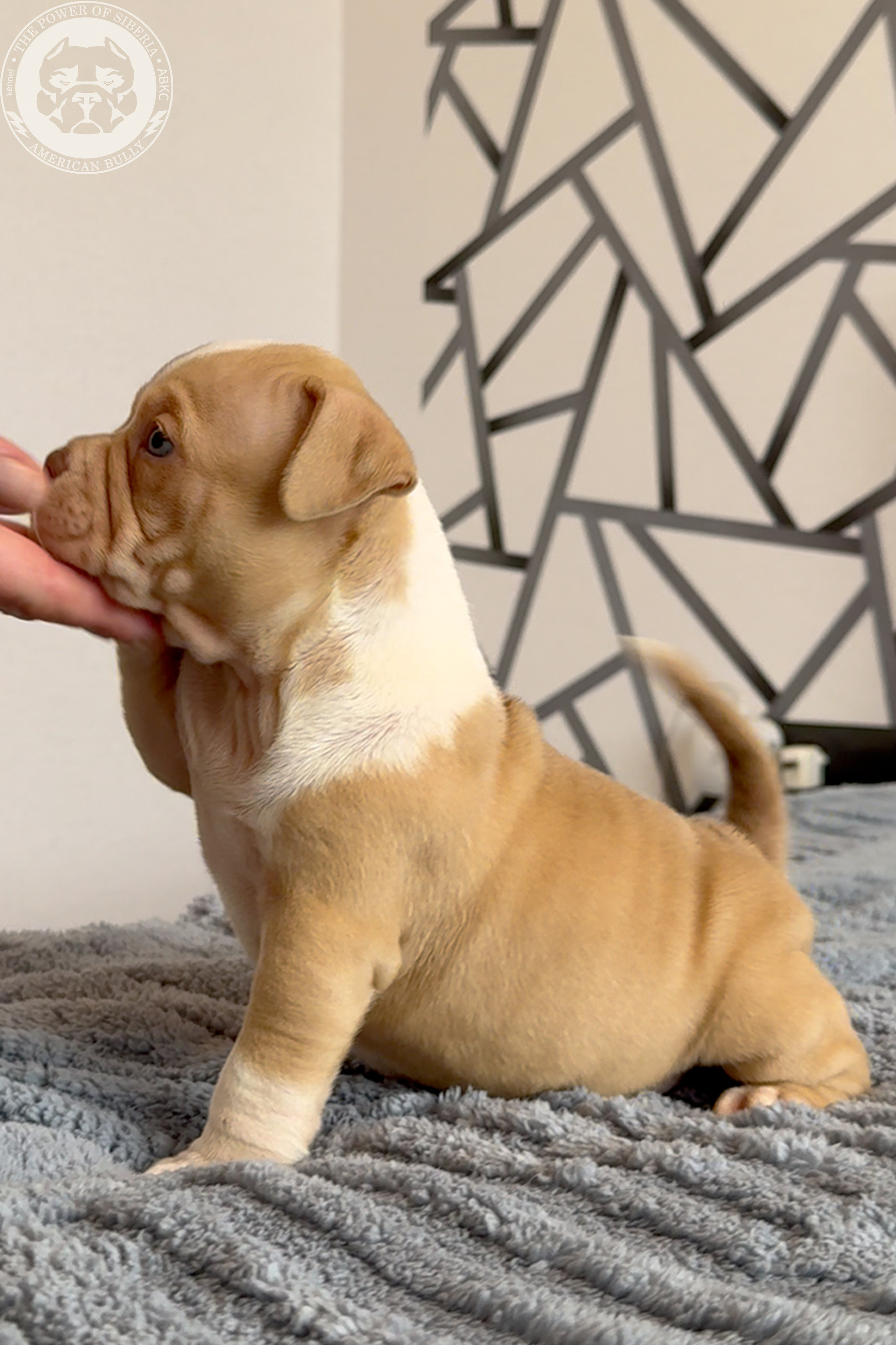 Свободные щенки Американский Булли, в типах покет, классик, стандарт. Американский Булли в г. Ростов-на-Дону. Питомник THE POWER OF SIBERIA