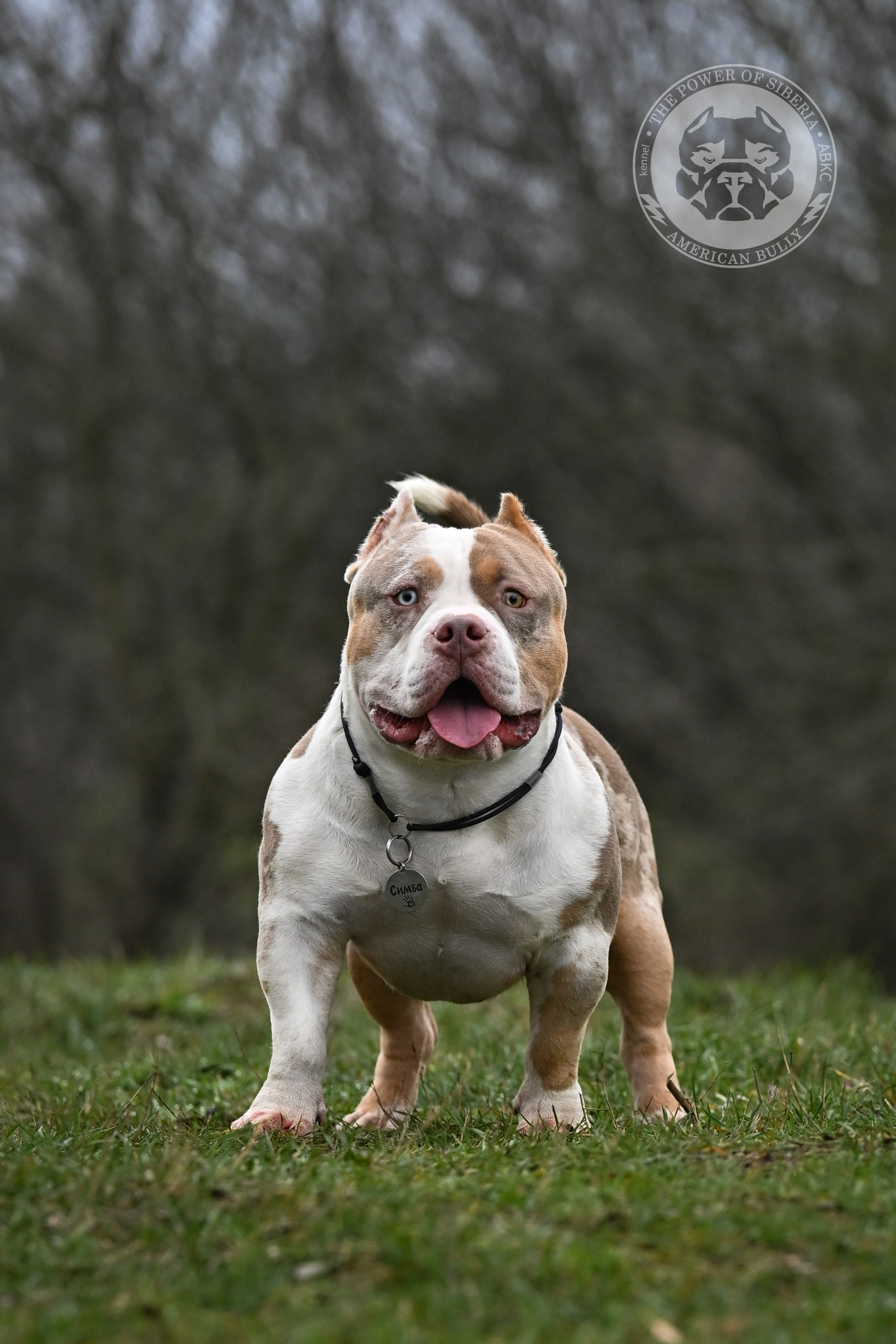 THE POWER OF SIBERIA SIMBA. Американский Булли в г. Ростов-на-Дону. Питомник THE POWER OF SIBERIA